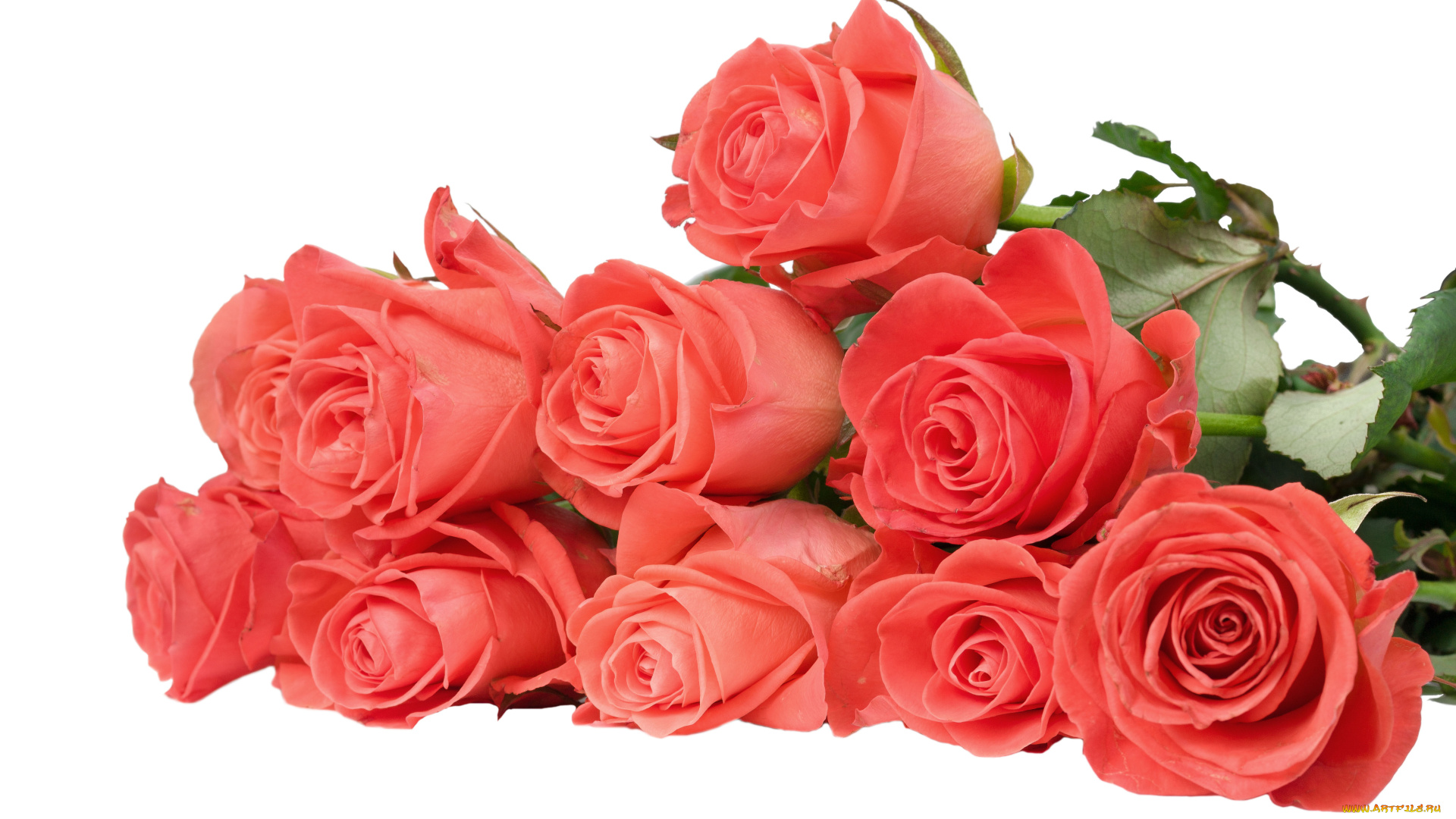 цветы, розы, розовый