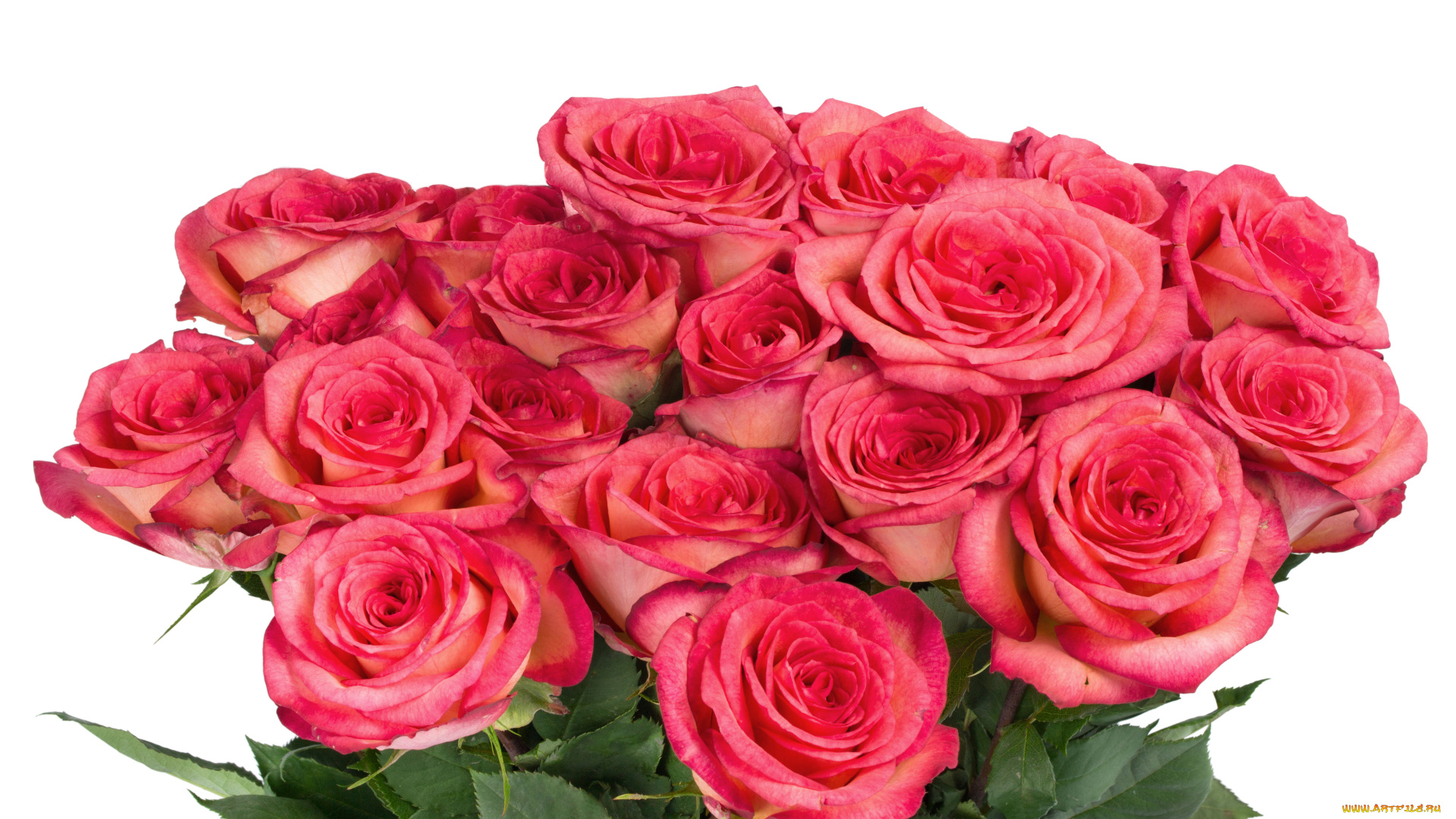 цветы, розы, розовый, много