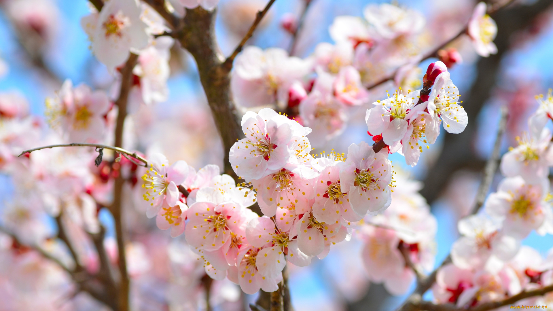 цветы, сакура, вишня, ветки, весна