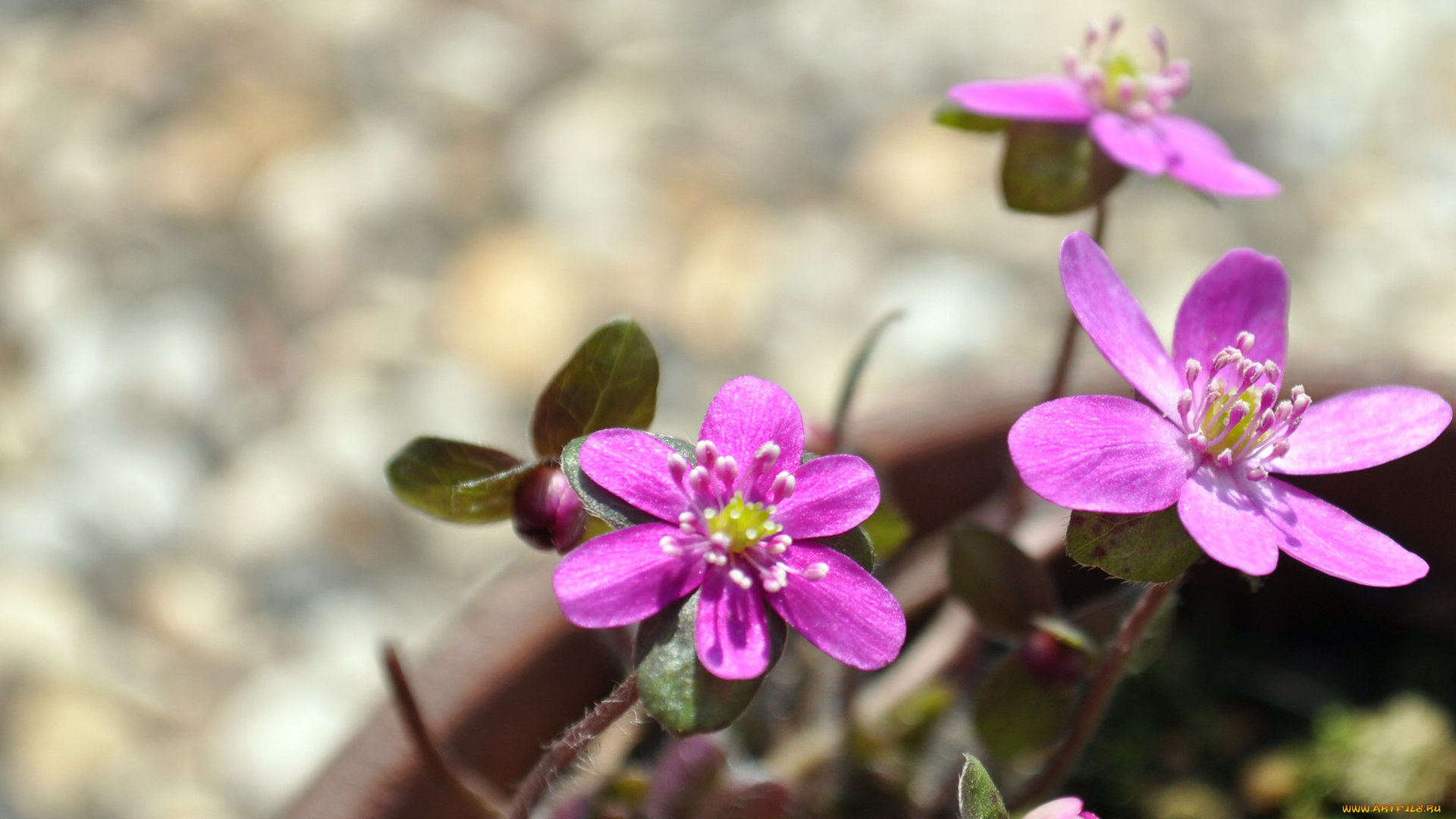 цветы, ветреницы, печёночницы, макро, лепестки