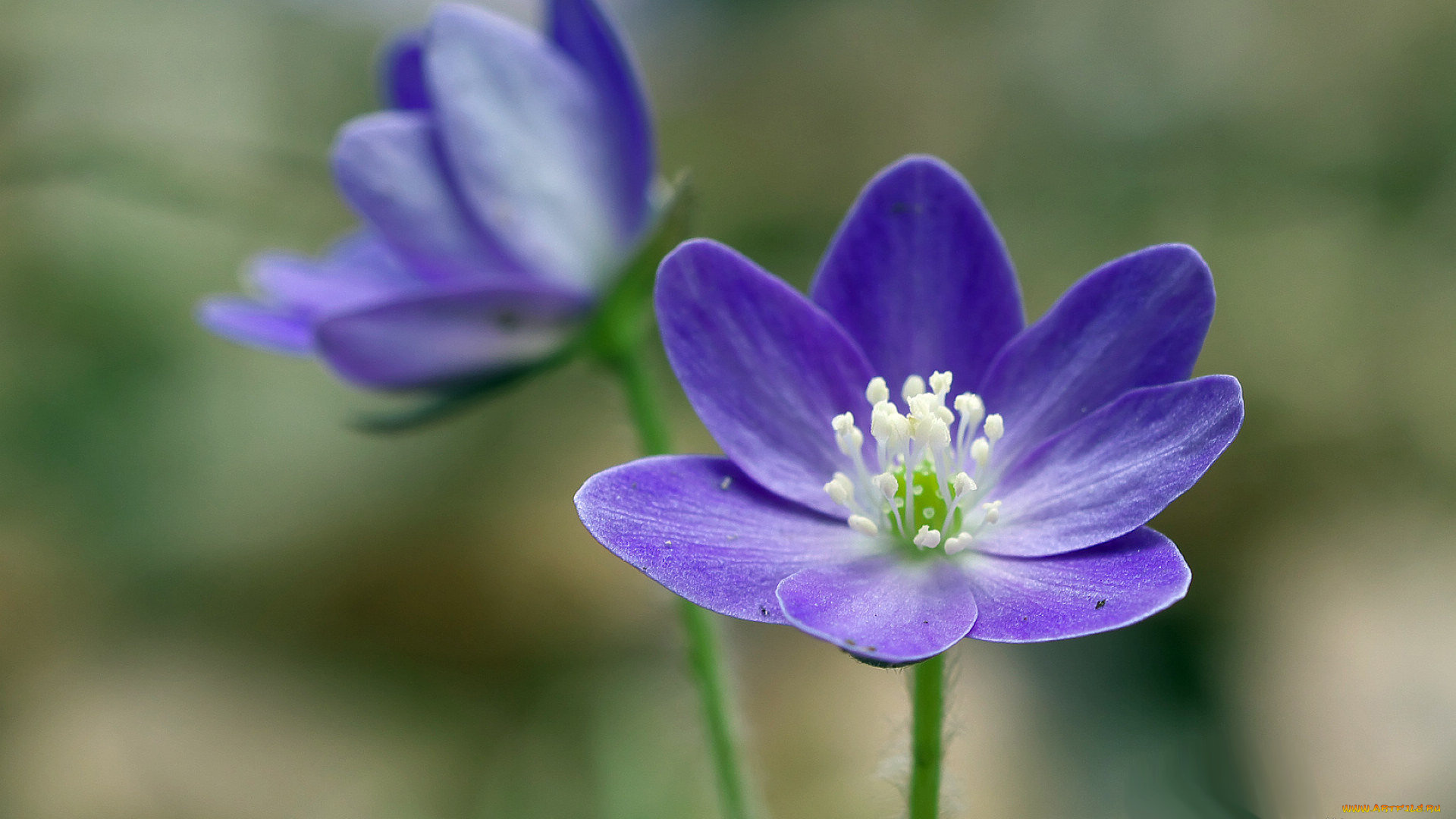 цветы, ветреницы, печёночницы, макро, лепестки