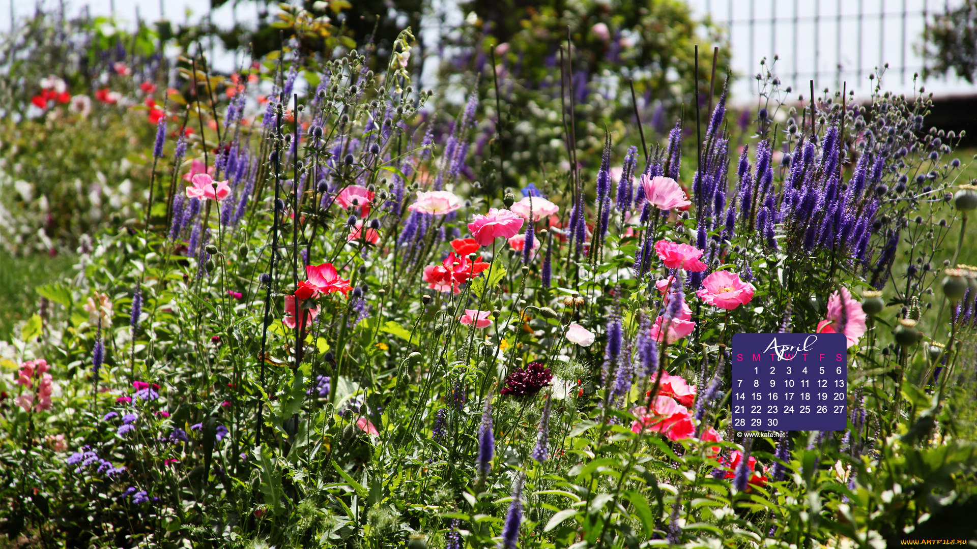 календари, цветы, маки, травы