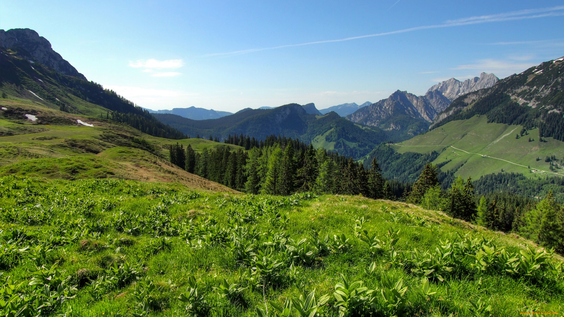пейзаж, природа, горы, деревья, луг, растения