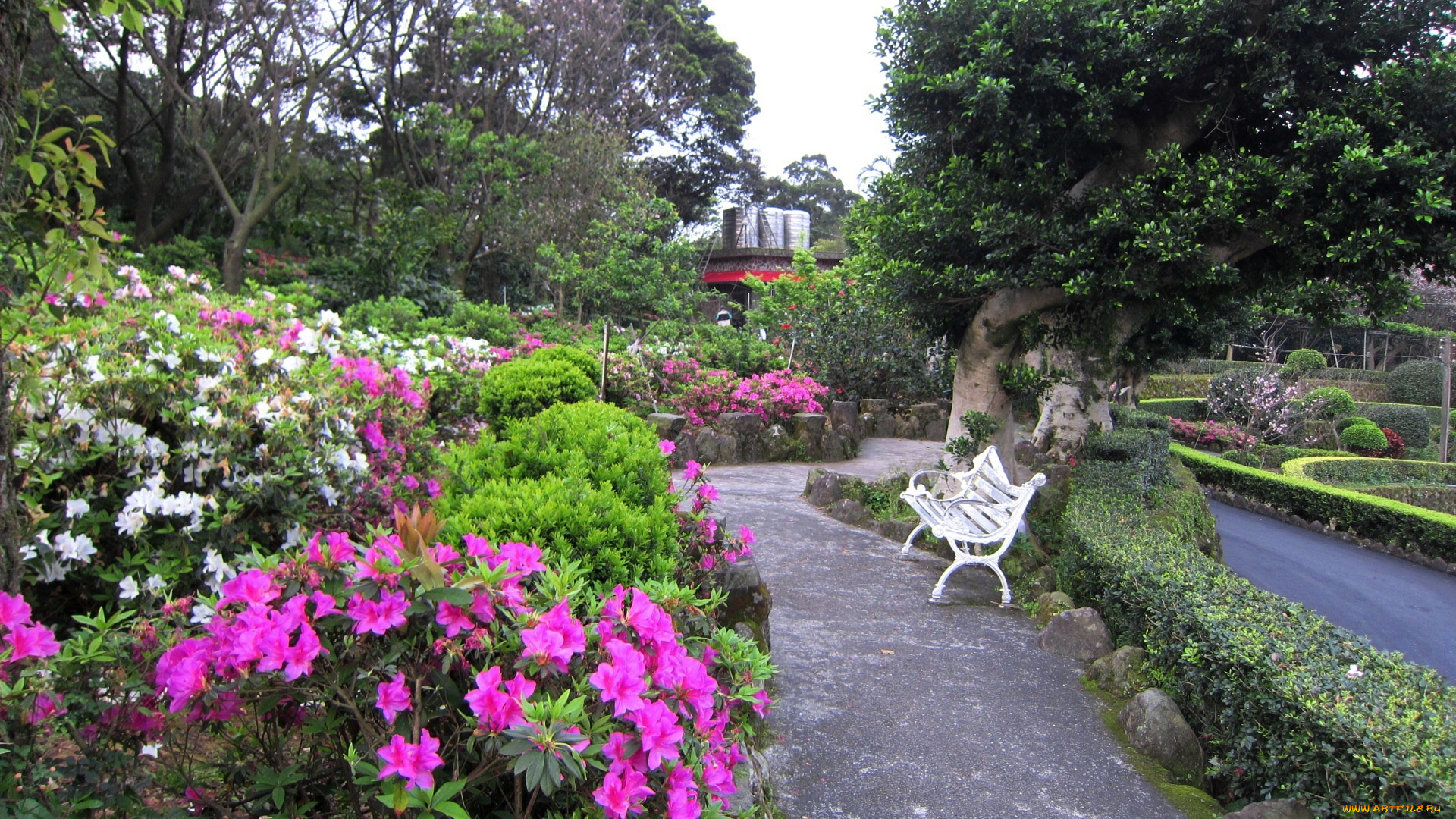 природа, парк, аллеи, скамейка, рододендрон