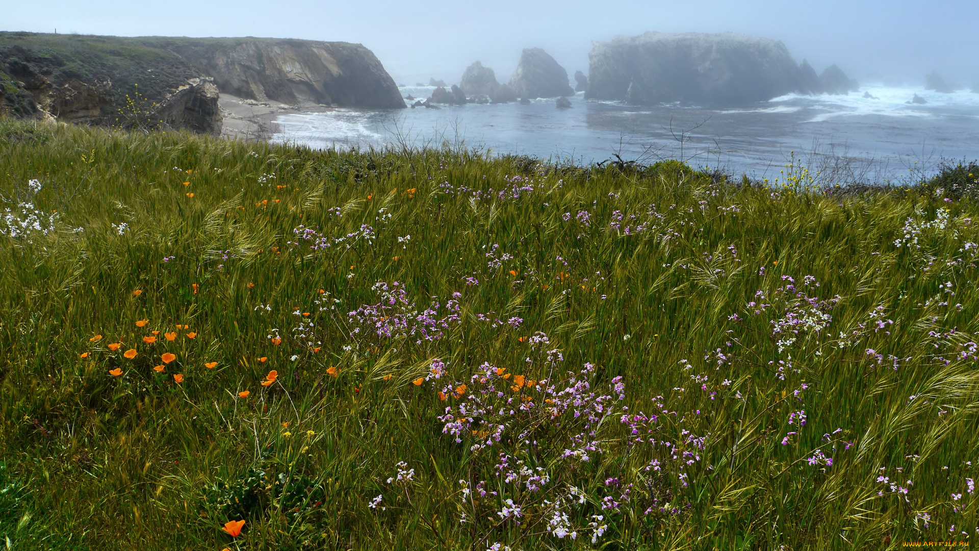 природа, побережье, растительность, туман, море, берег