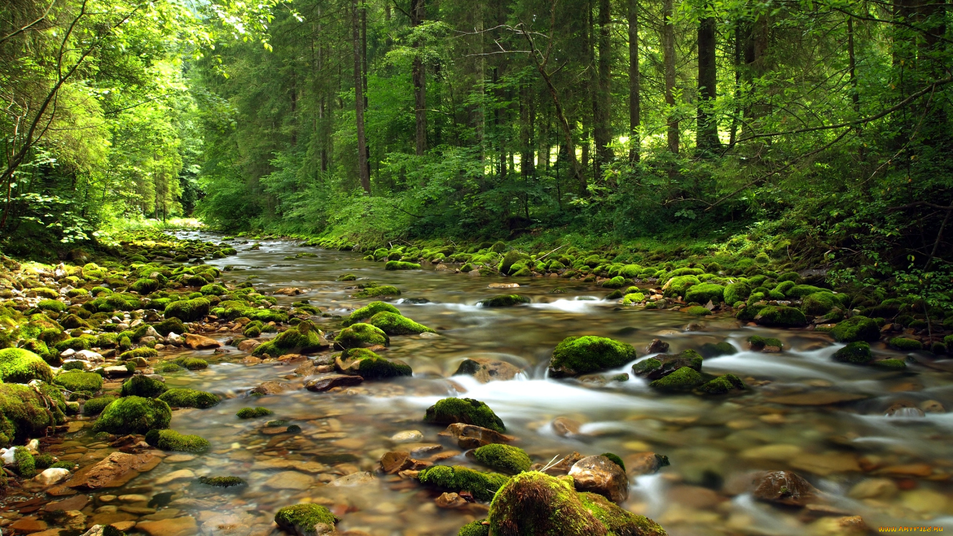 природа, реки, озера, лес, речка, камни, мох, листва
