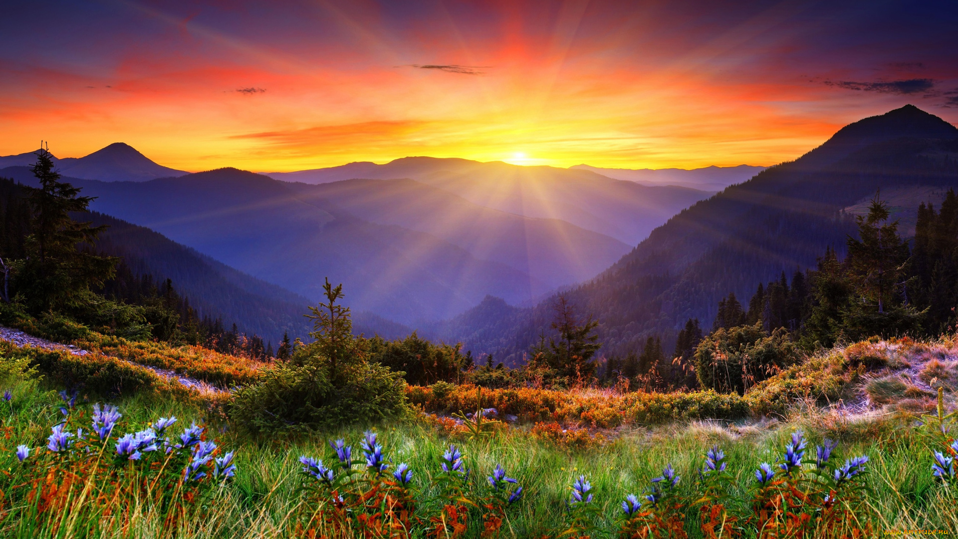 природа, восходы, закаты, солнце, цветы, трава, луг, горы