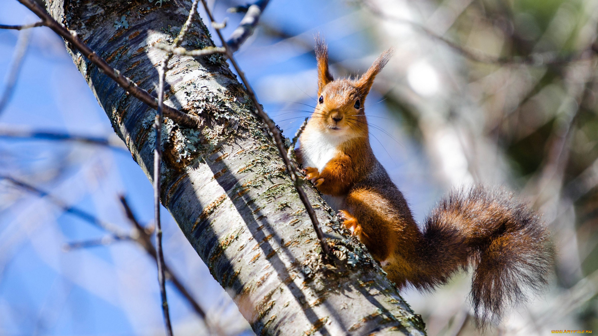 животные, белки, дерево, берёза