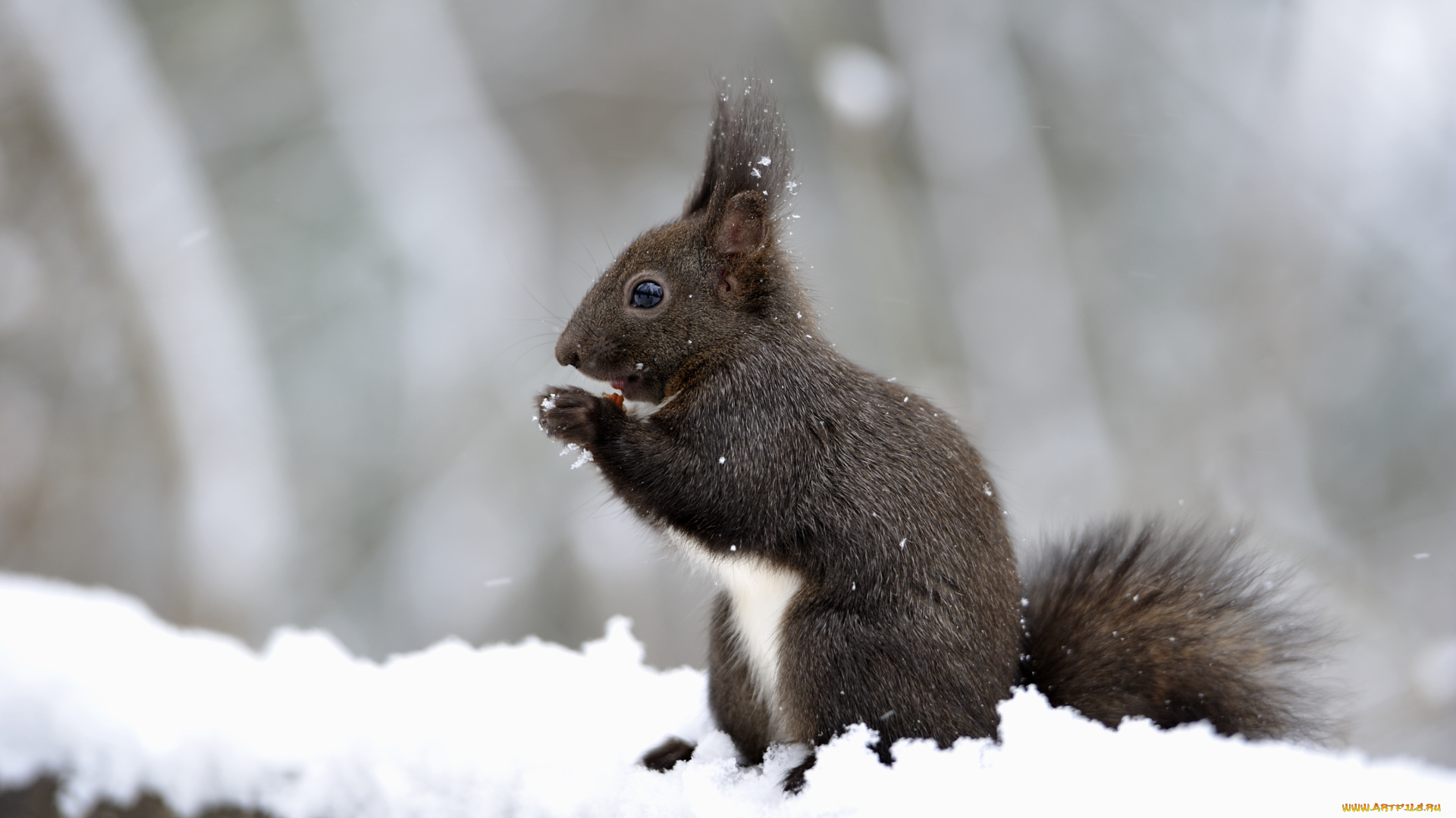 животные, белки, снег, бельчонок