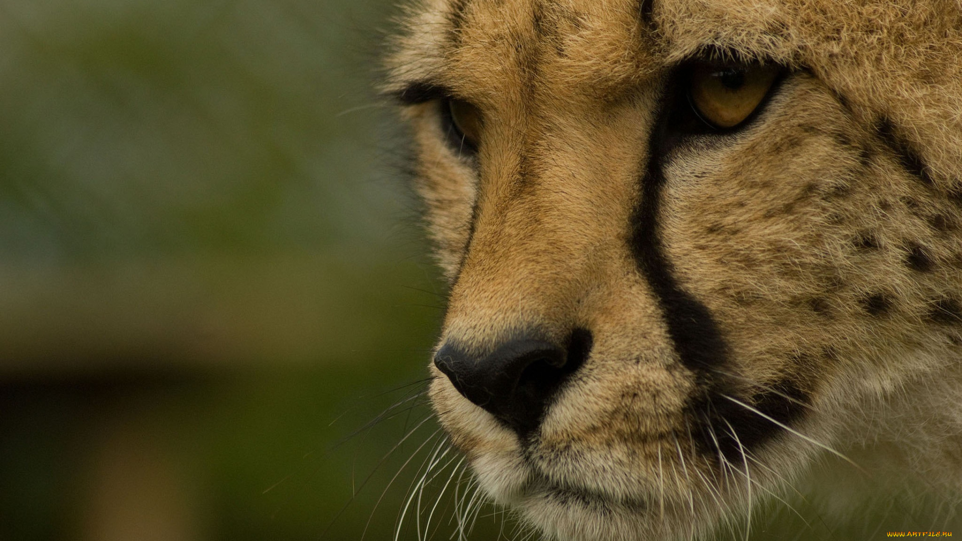 животные, гепарды, кошка, морда, хищник