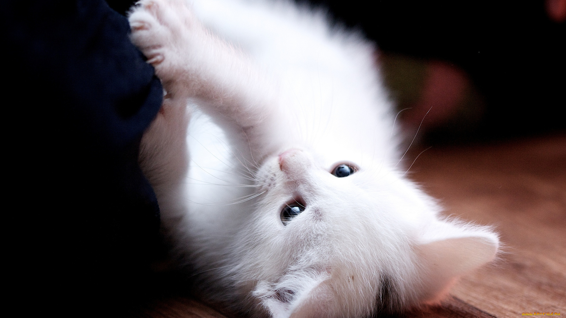 животные, коты, котейка