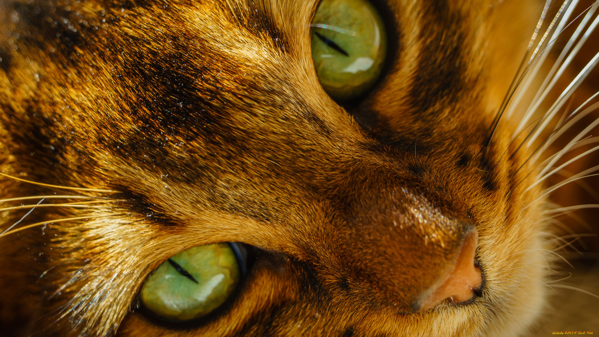 животные, коты, взгляд