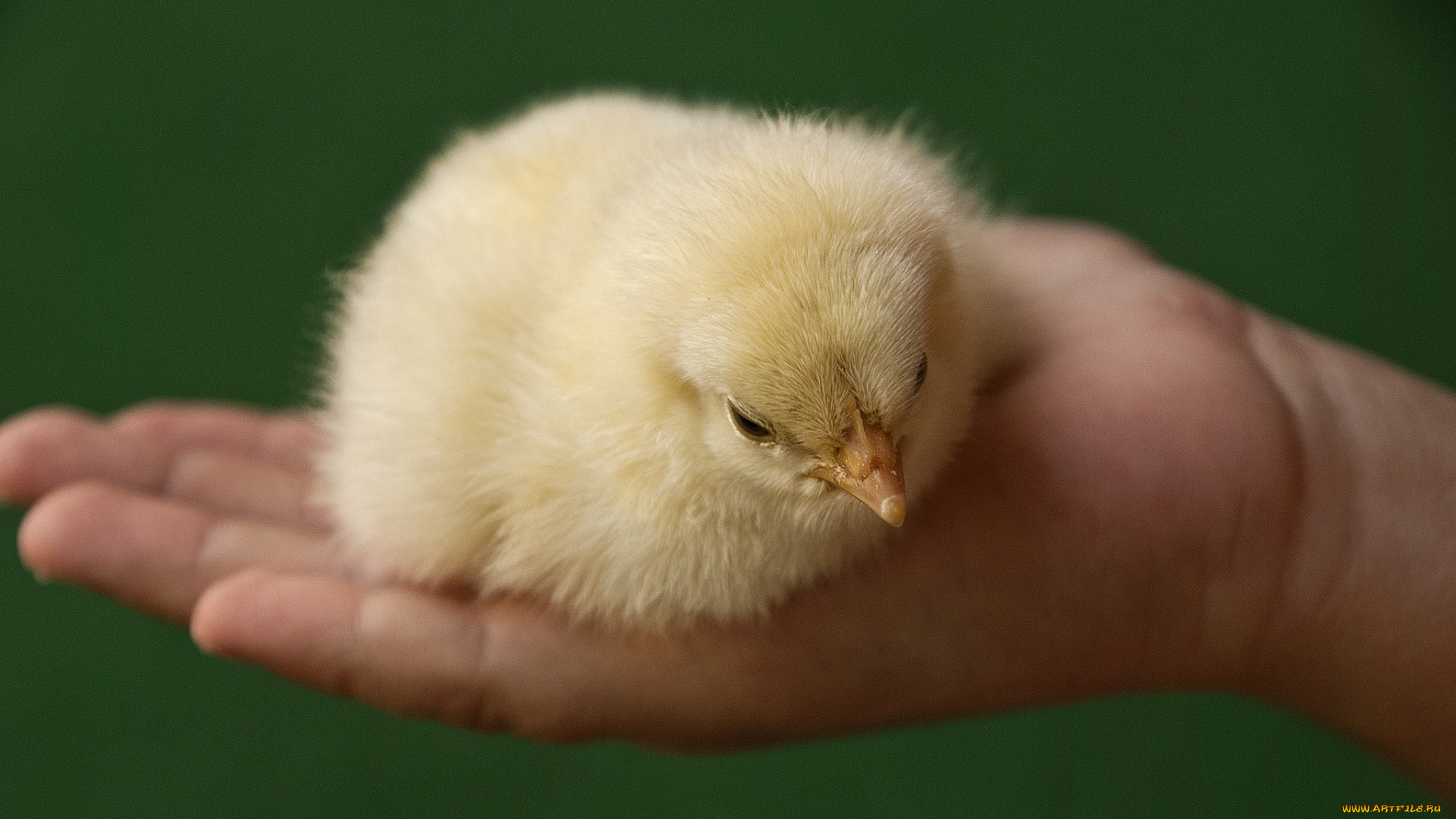 животные, куры, петухи, ладонь, цыпленок