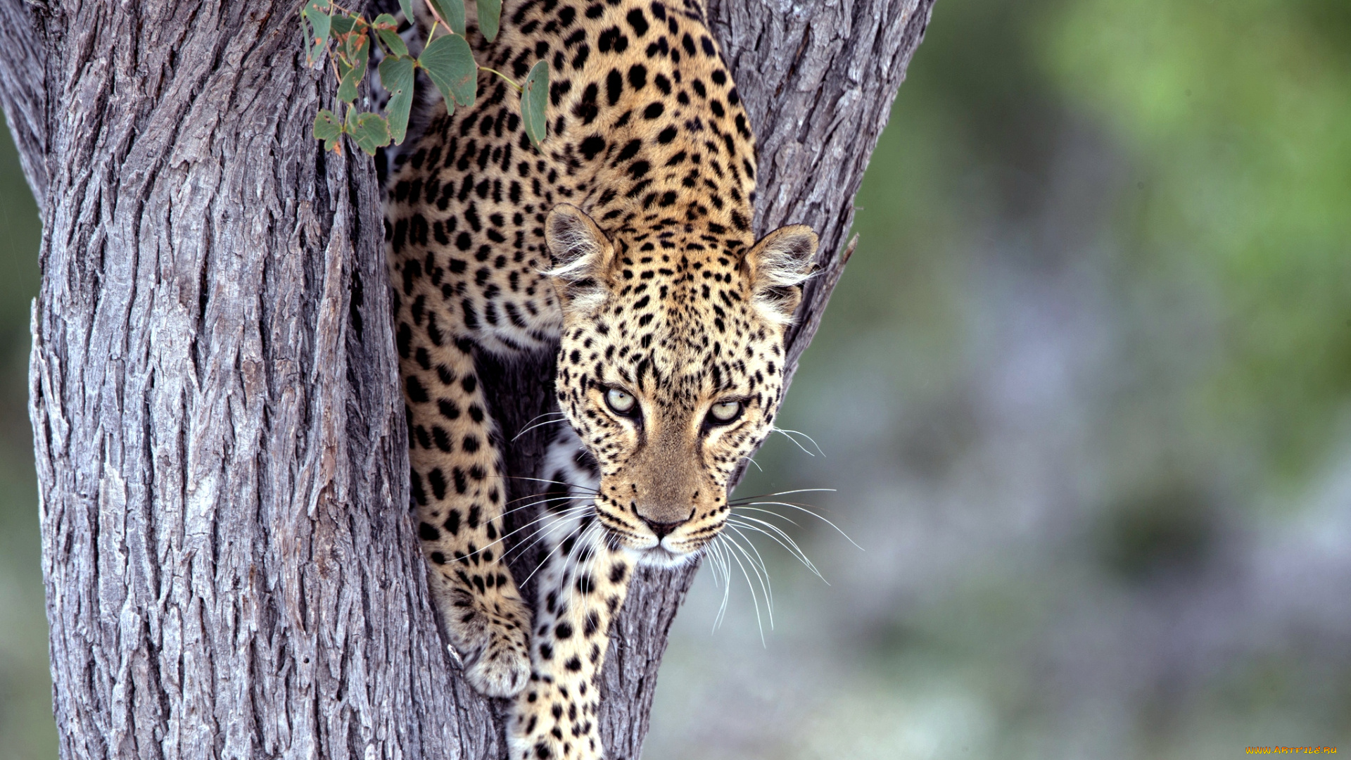 животные, леопарды, дерево, взгляд