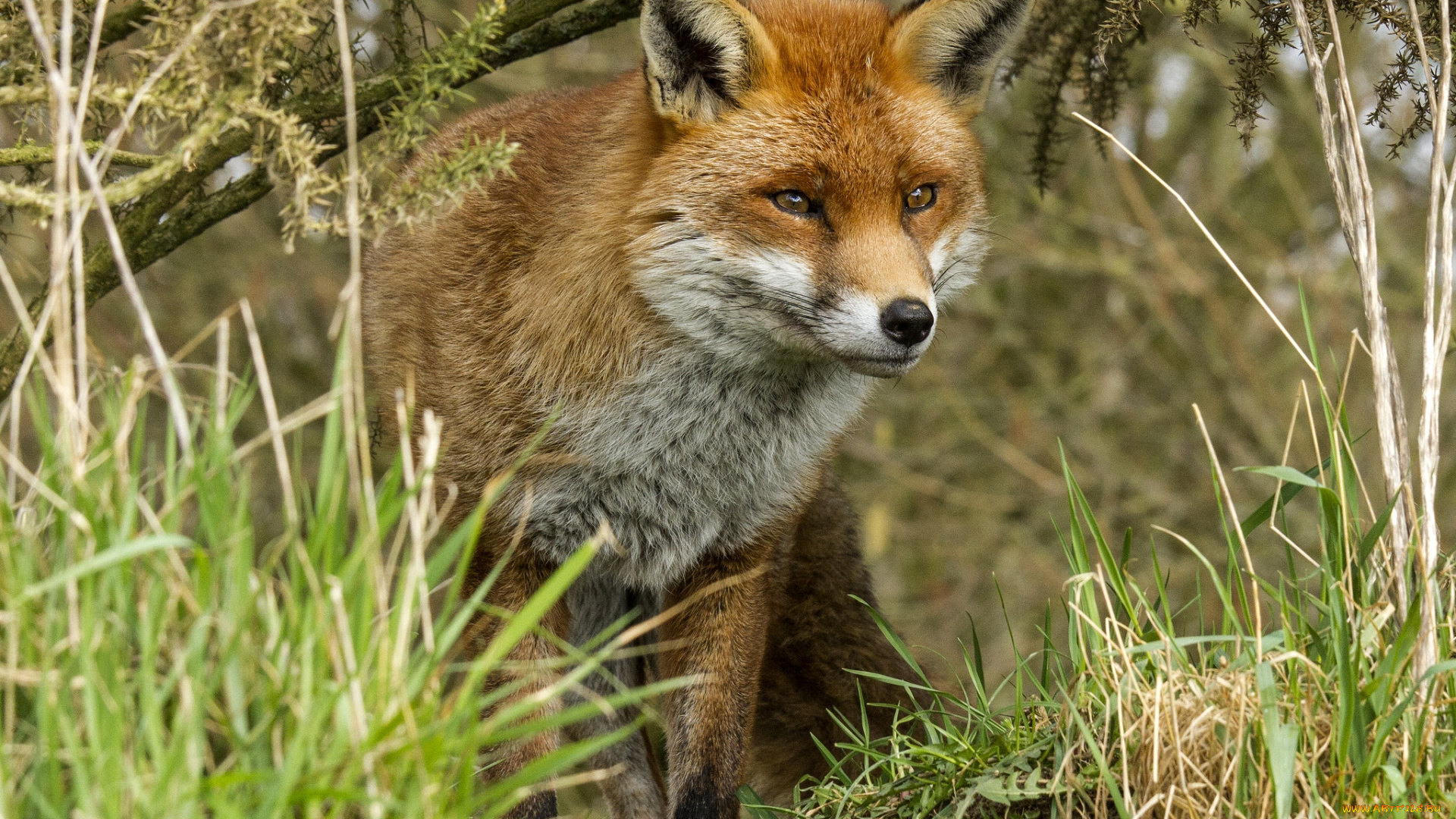 животные, лисы, рыжая