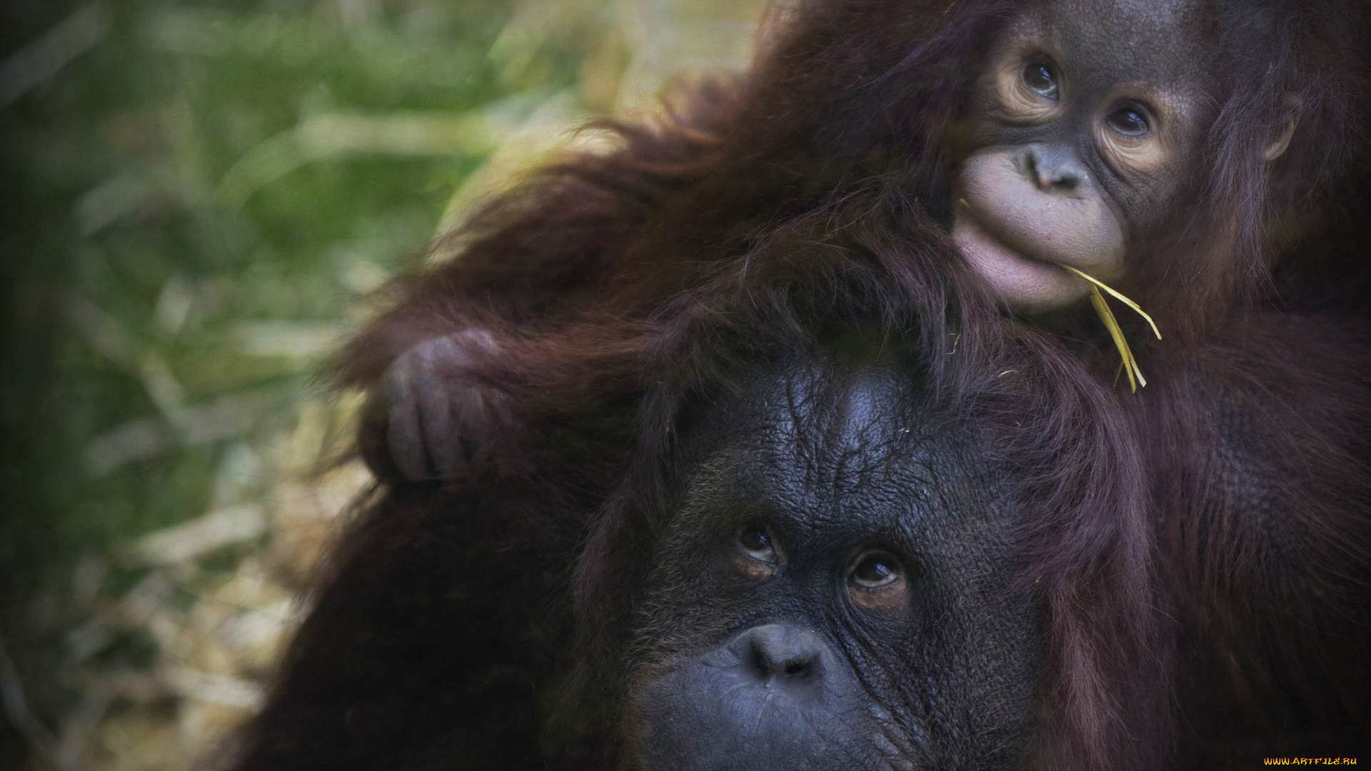 животные, обезьяны, малыш, мама, орангутанги