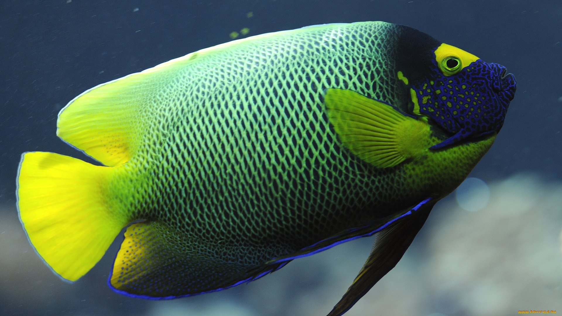 животные, рыбы, плавники, тропики