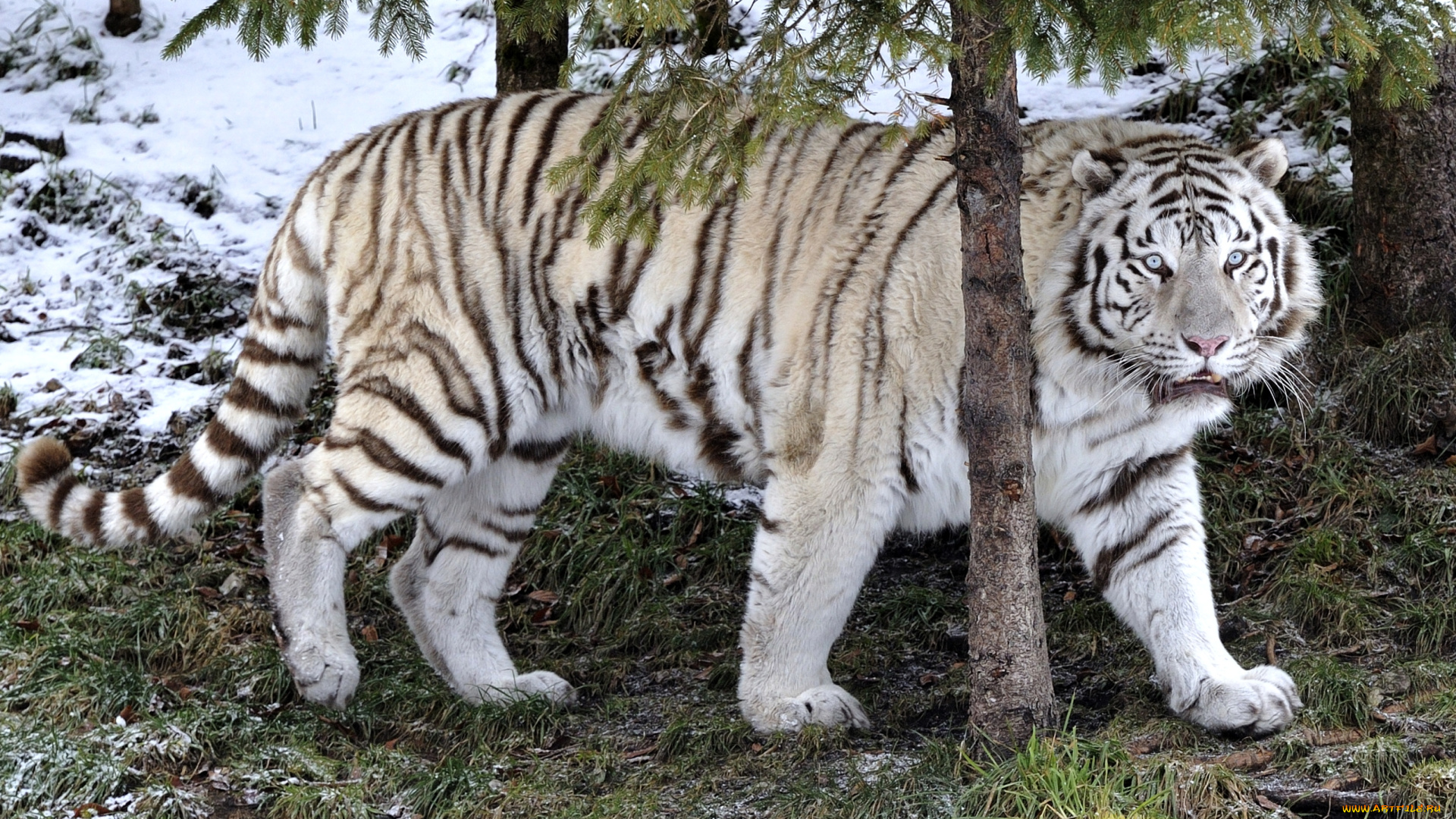 животные, тигры, красавец, хищник