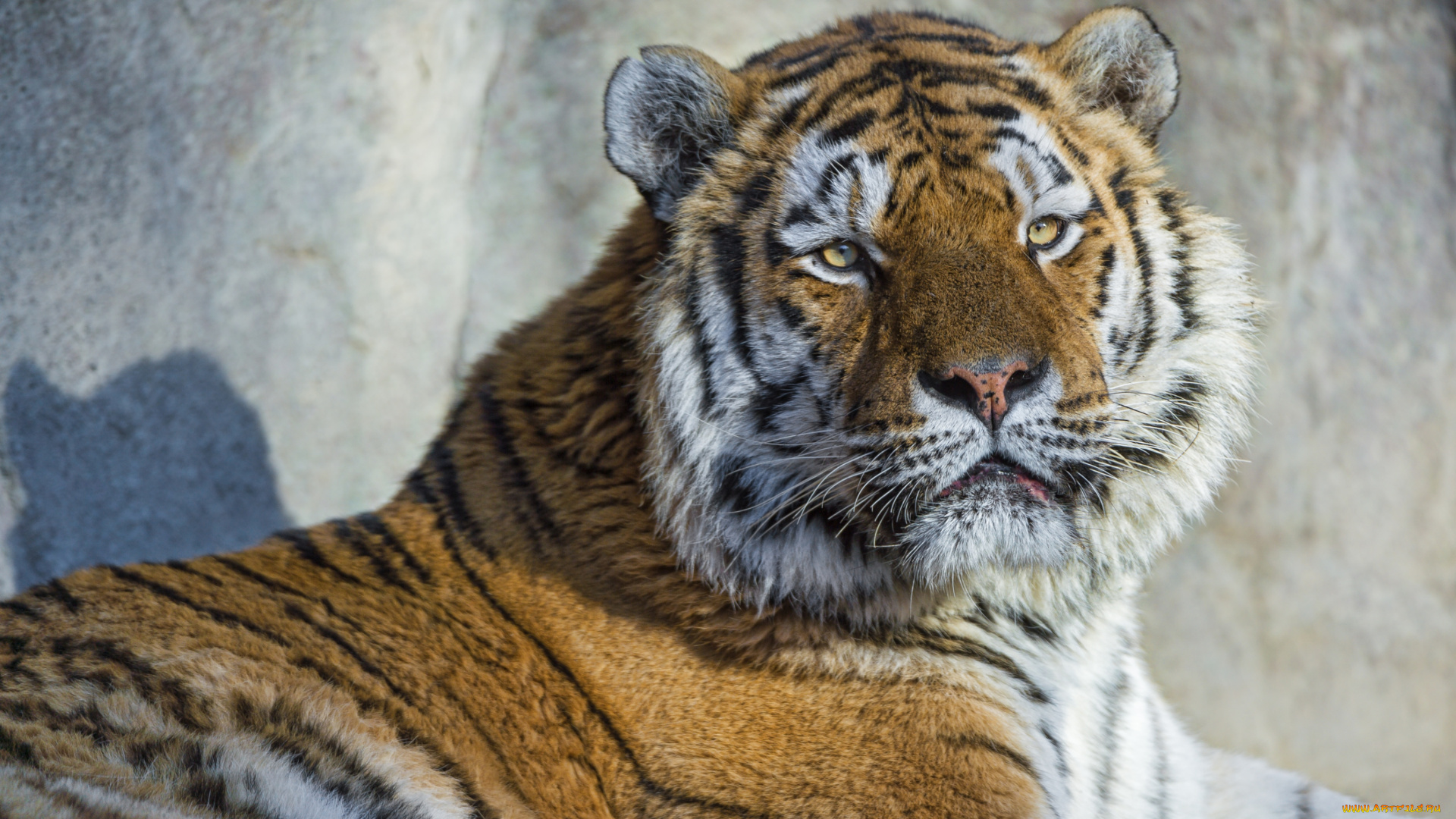 животные, тигры, портрет