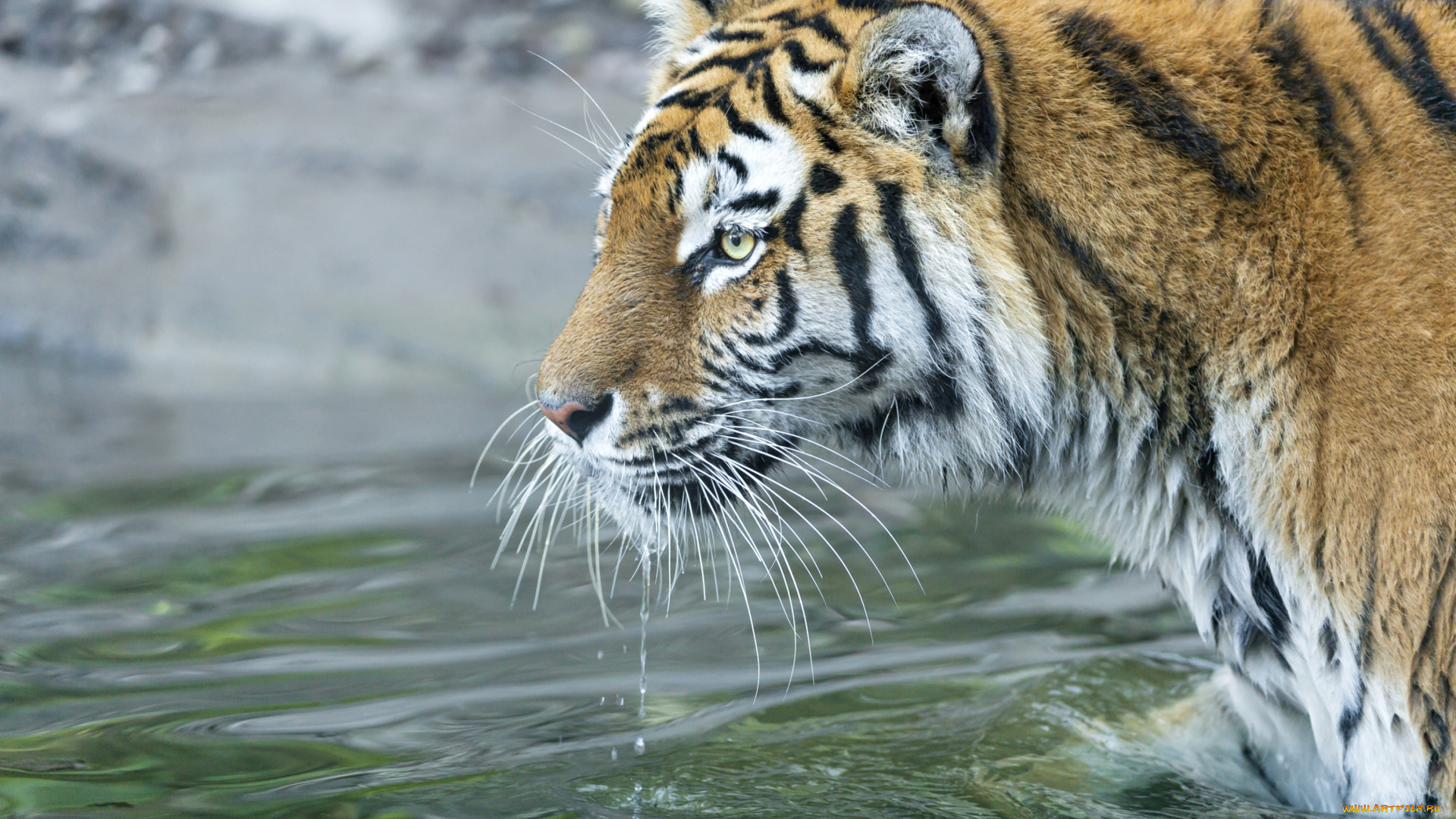 животные, тигры, вода, профиль