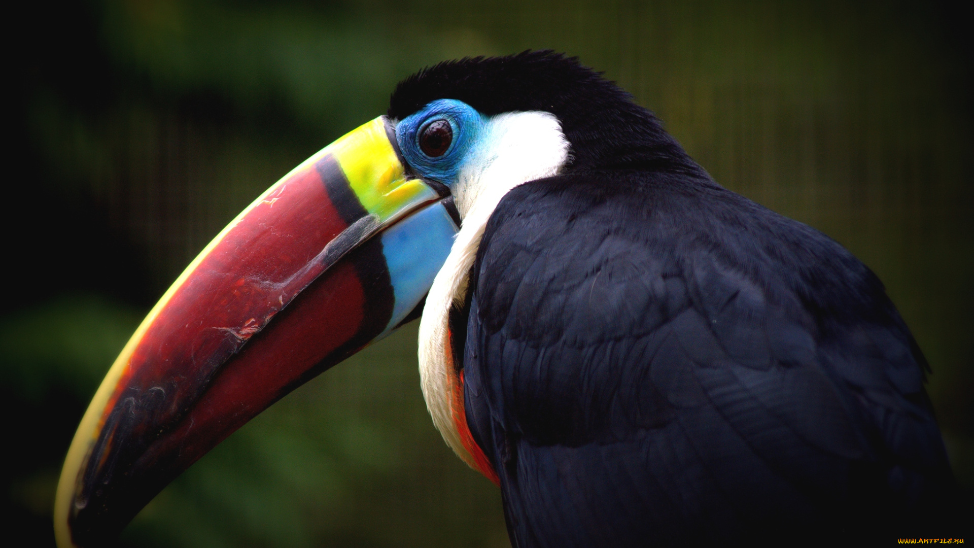 животные, туканы, клюв