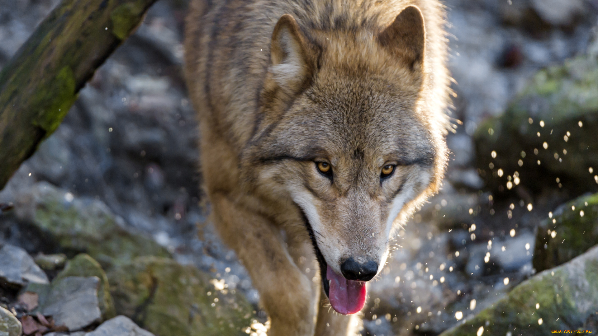 животные, волки, бег, хищник