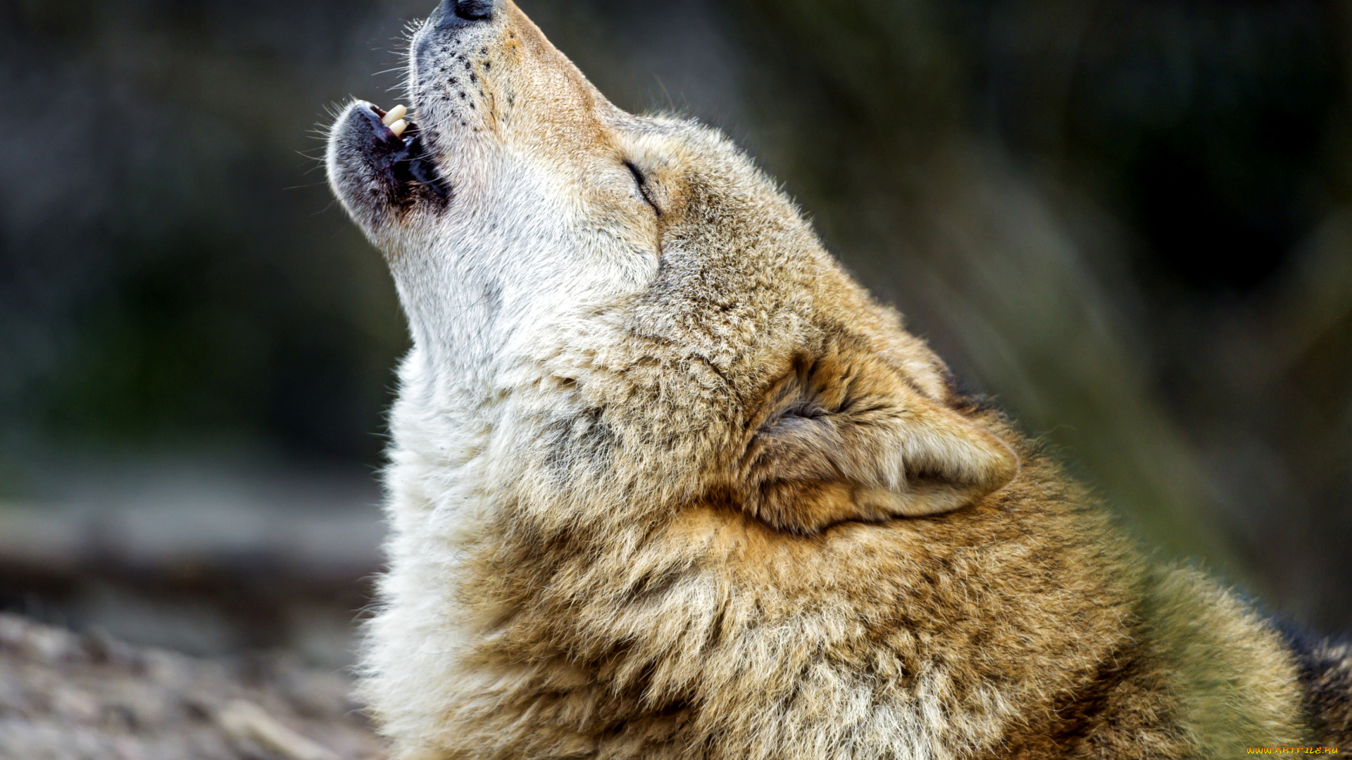 животные, волки, вой, хищник