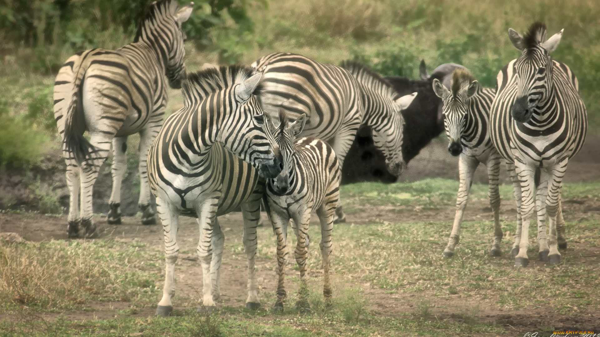 животные, зебры, жеребёнок