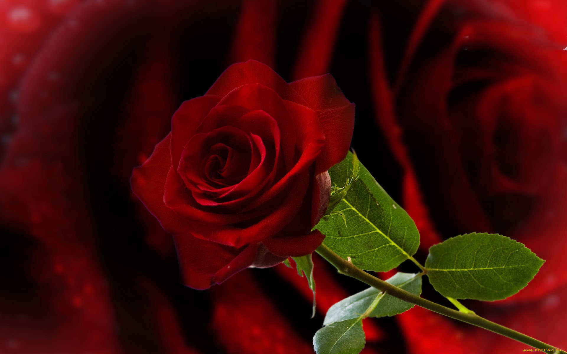 цветы, розы, бутон, листья, стебель, раза