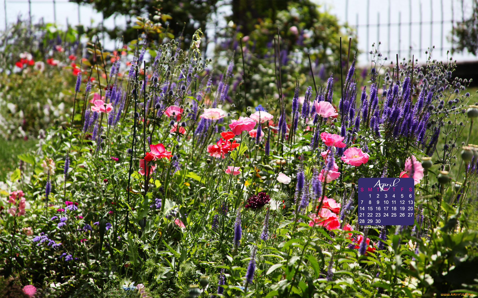календари, цветы, маки, травы