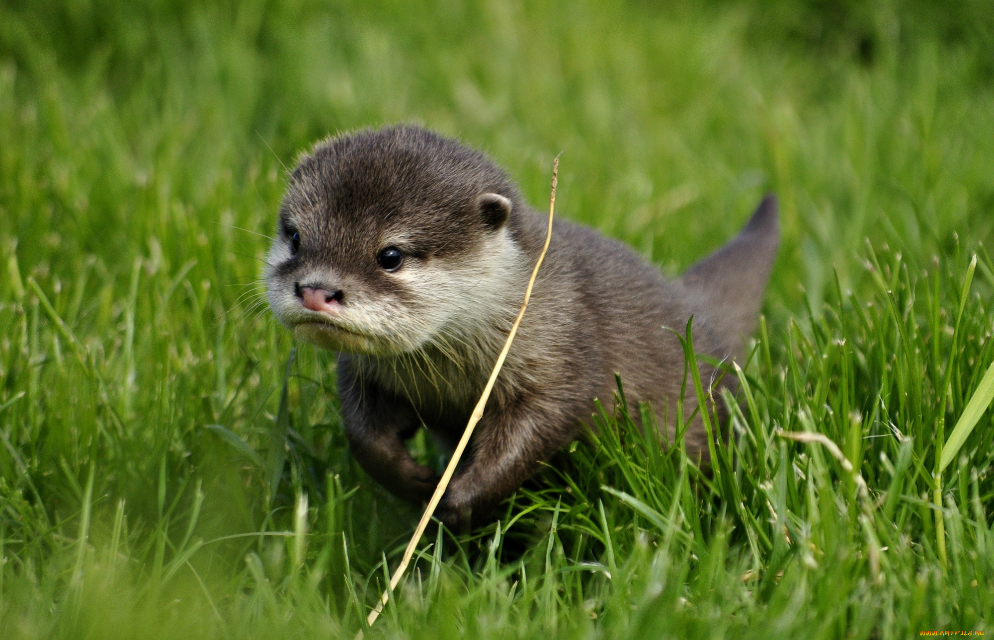 животные, выдры, каланы, ондатры, малыш, выдра
