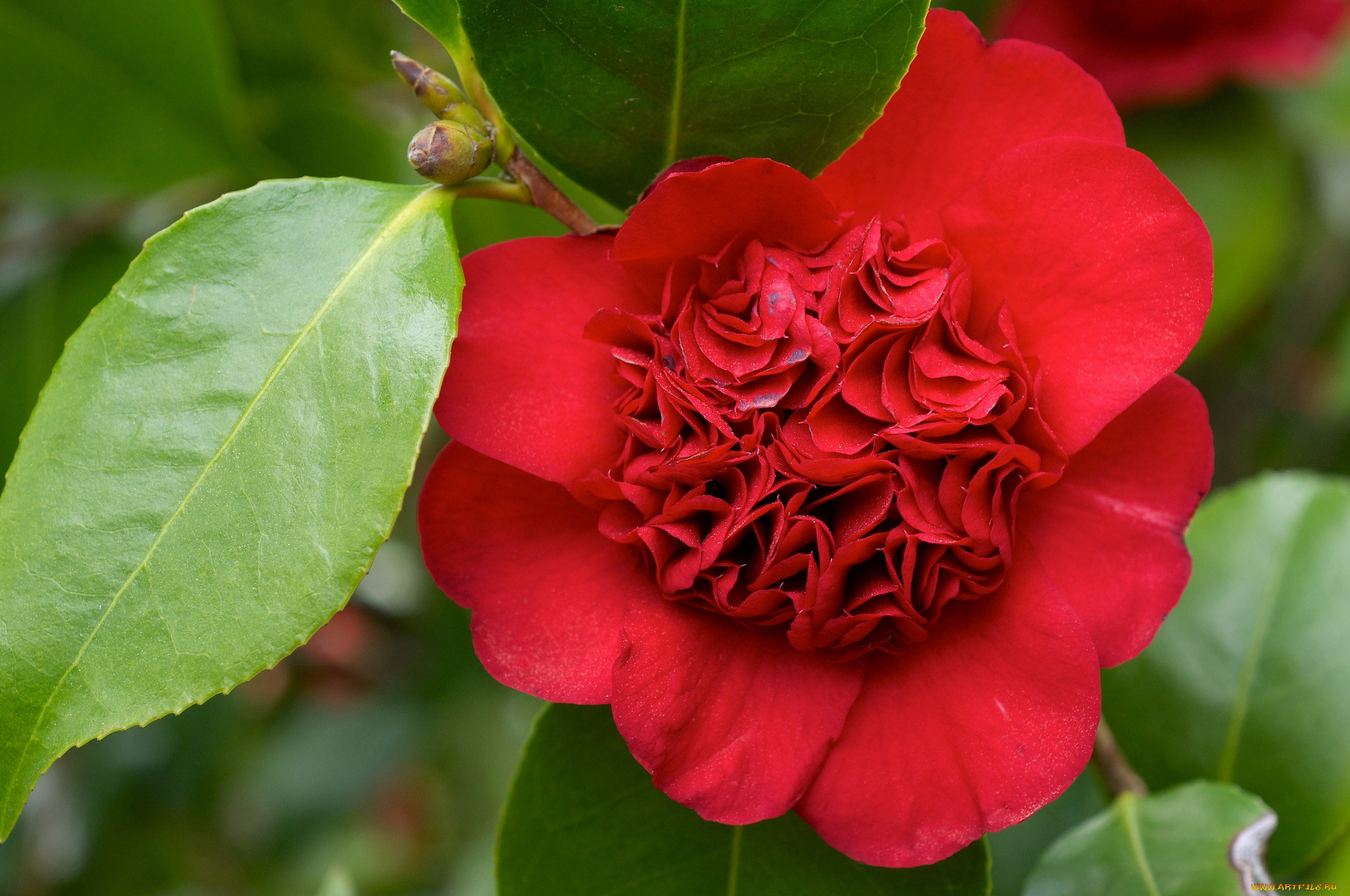 цветы, камелии, красный