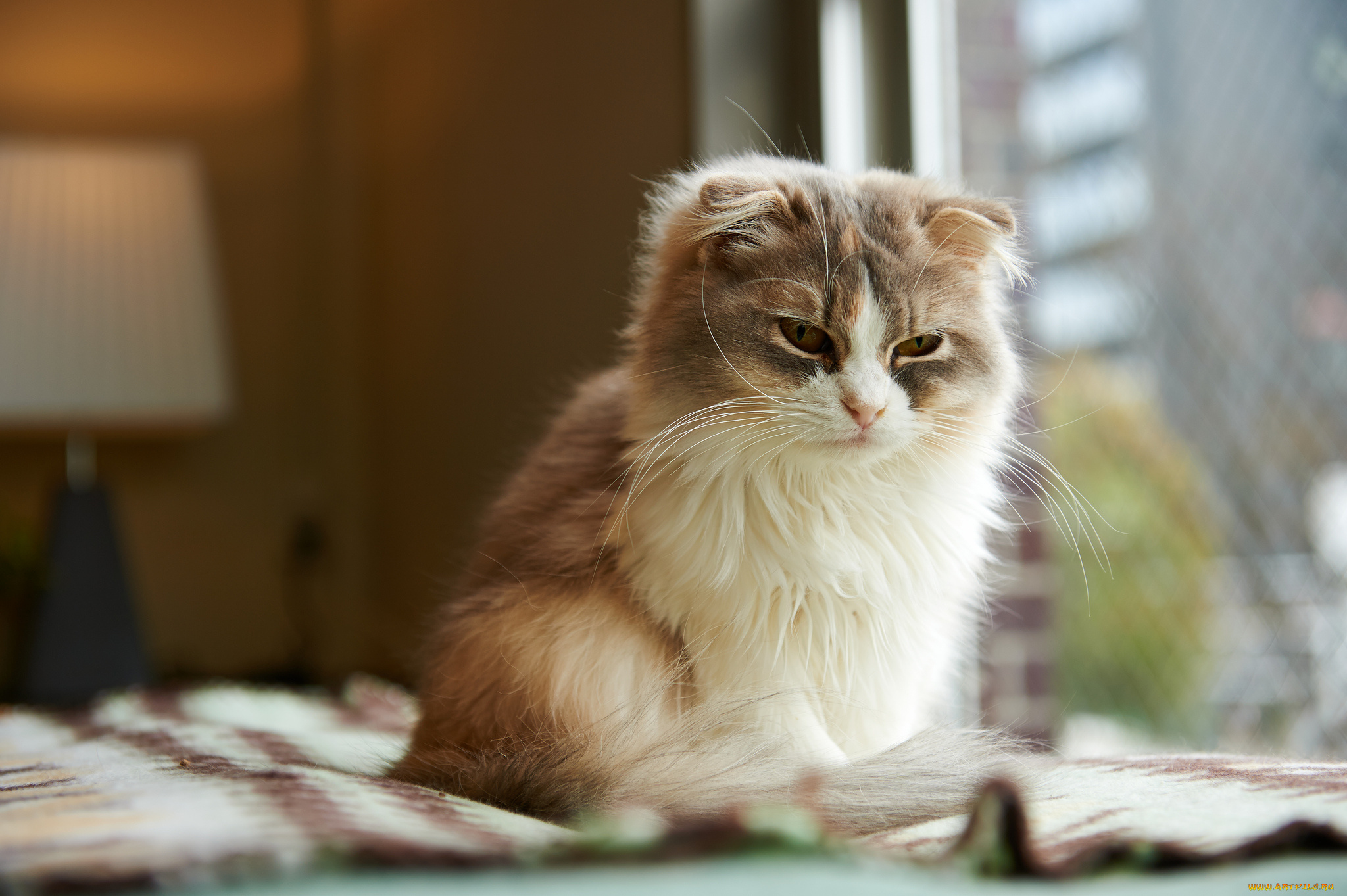 животные, коты, вислоухая