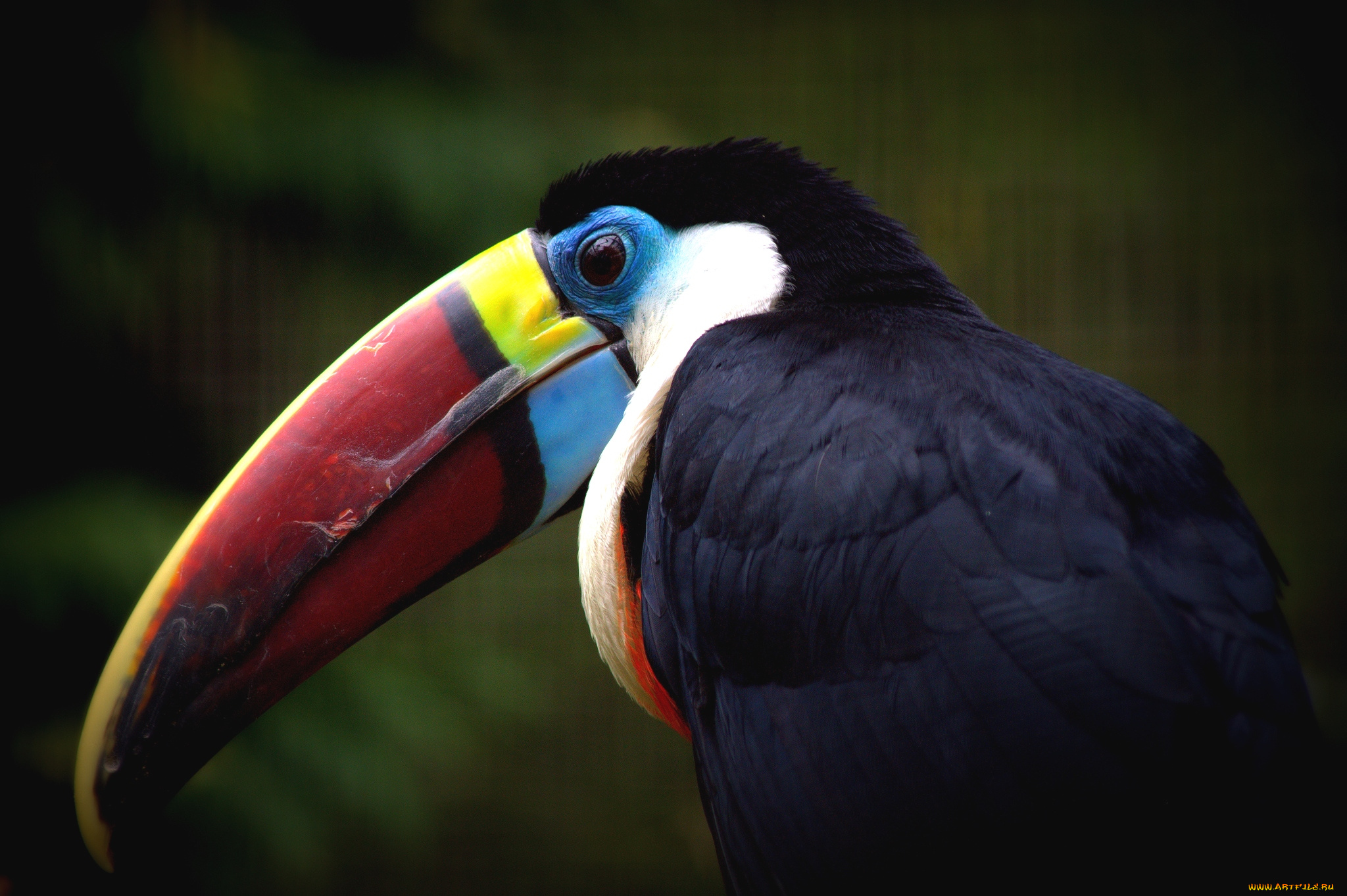 животные, туканы, клюв