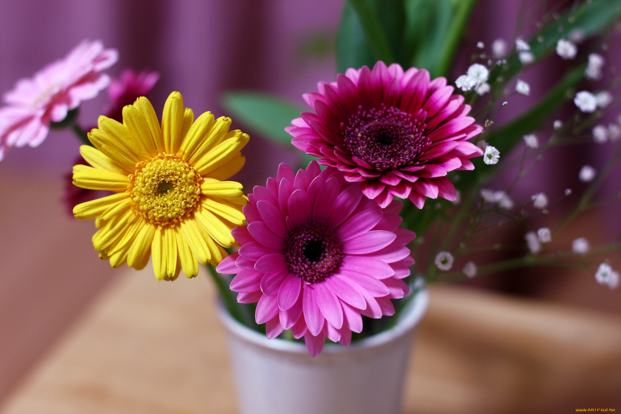 цветы, герберы, букетик