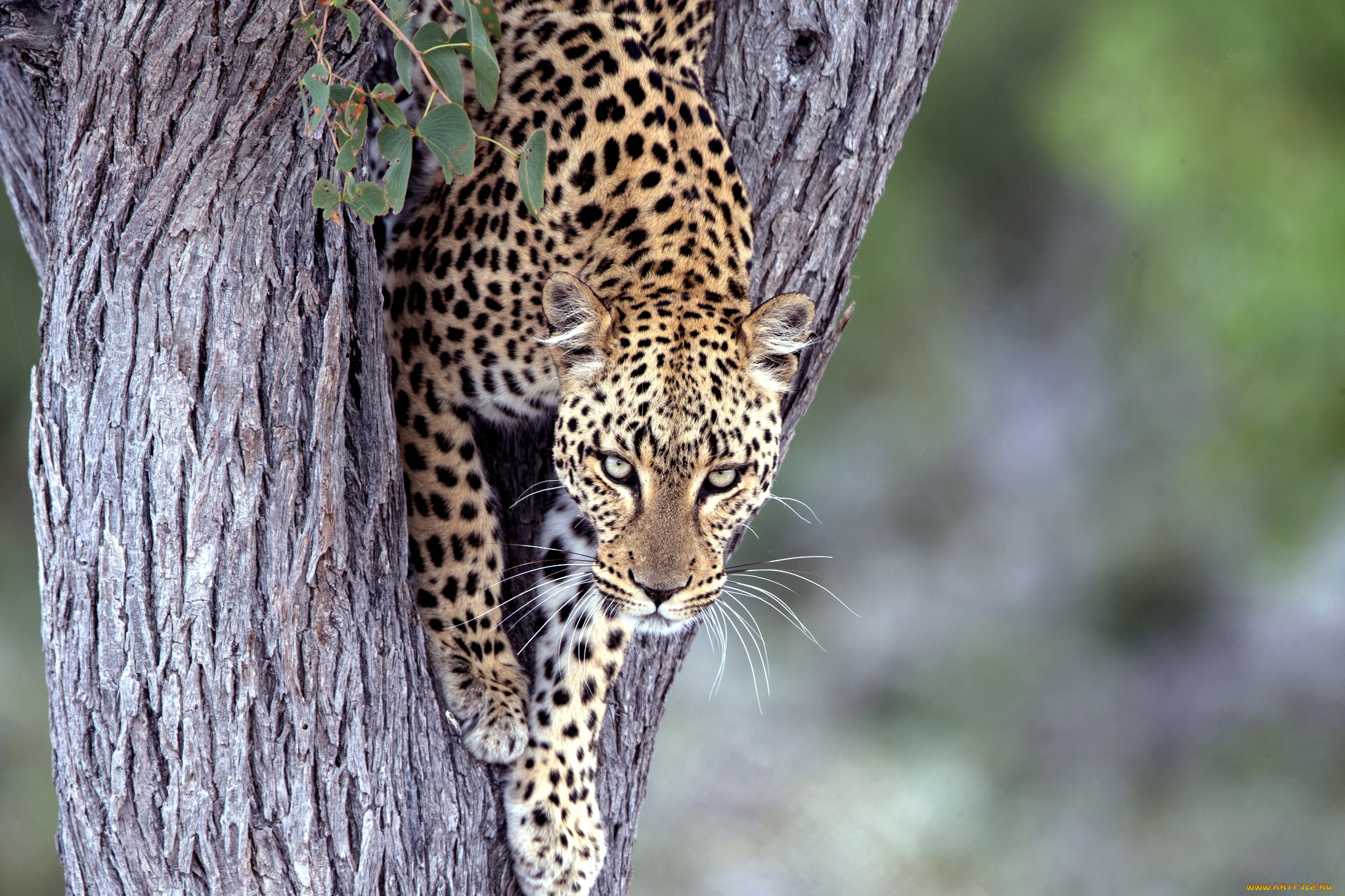 животные, леопарды, дерево, взгляд