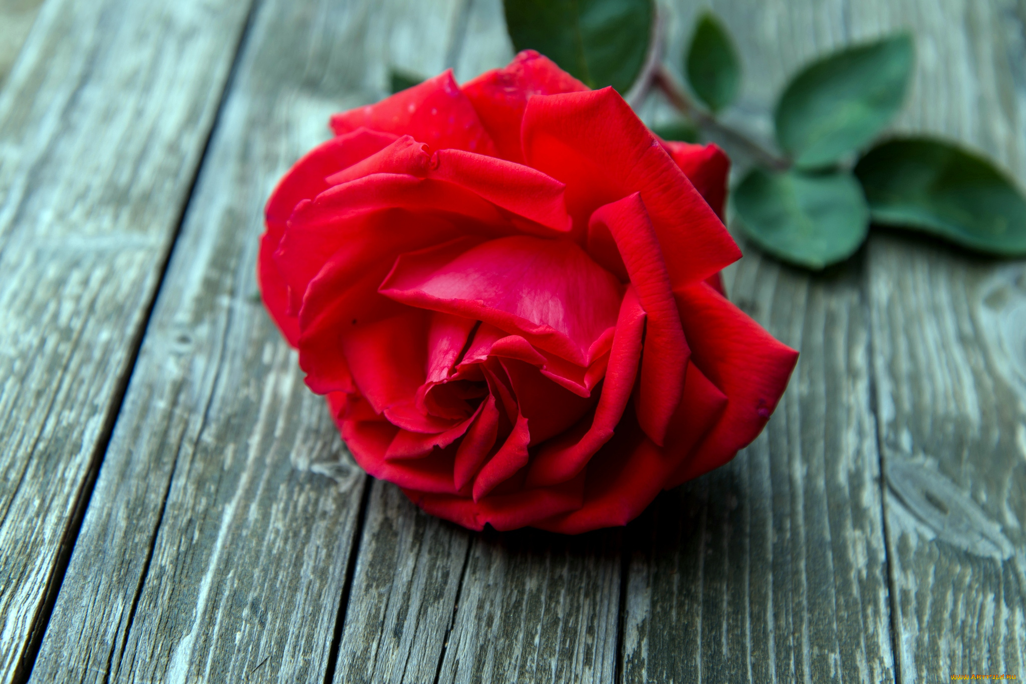 цветы, розы, красный