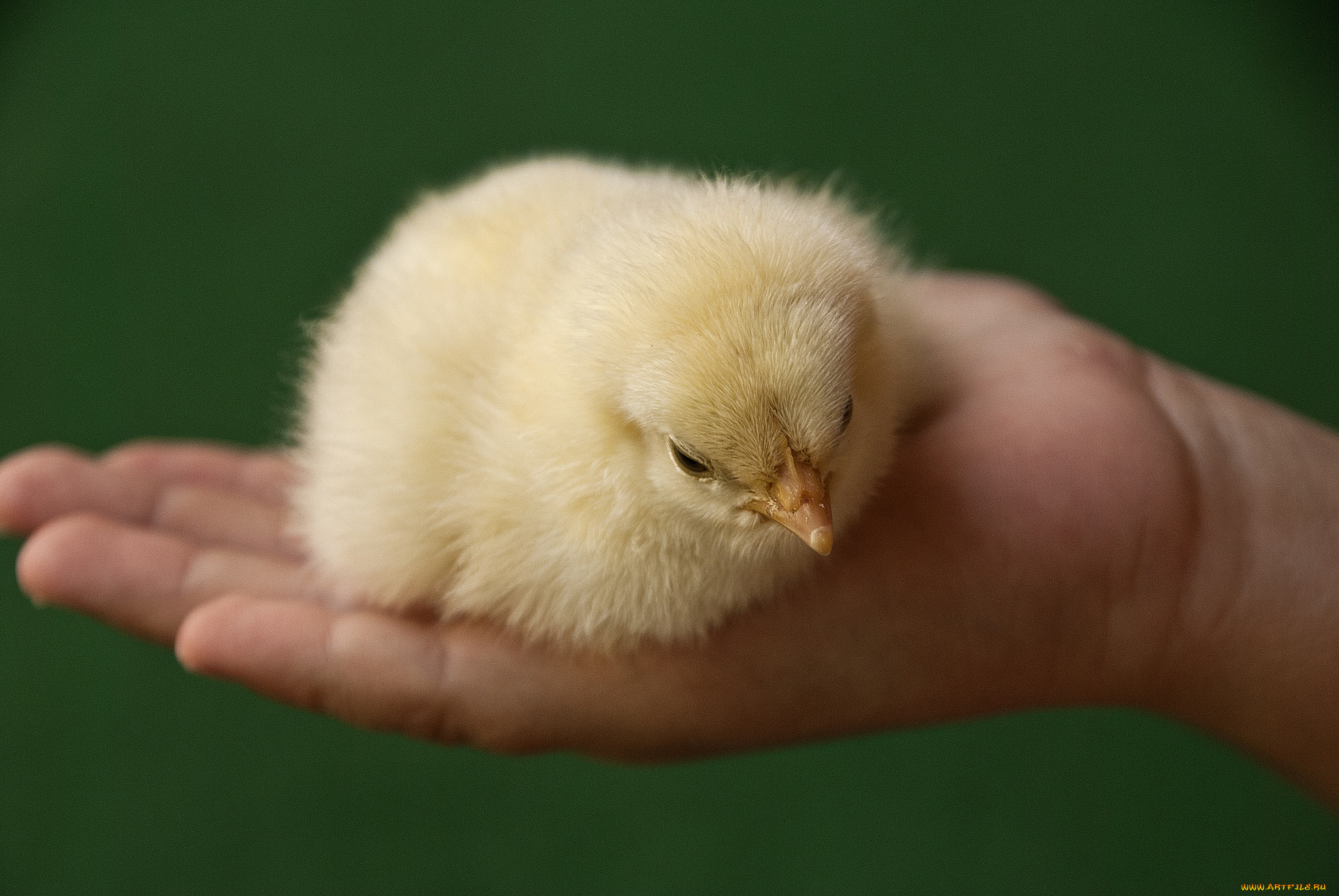 животные, куры, петухи, ладонь, цыпленок