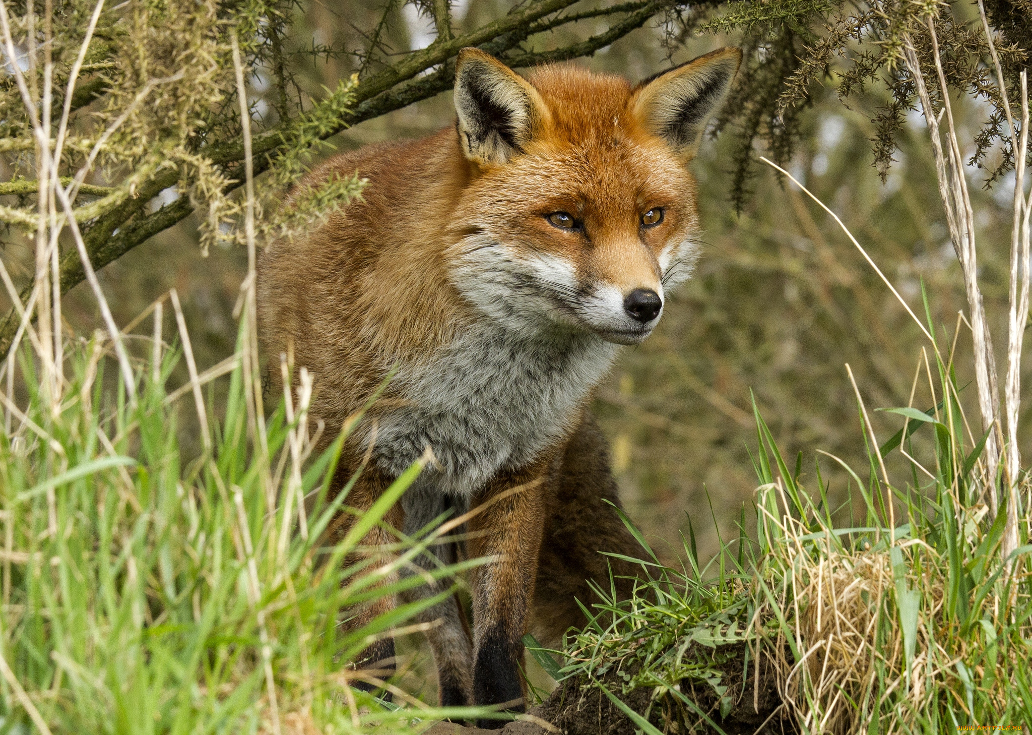животные, лисы, рыжая