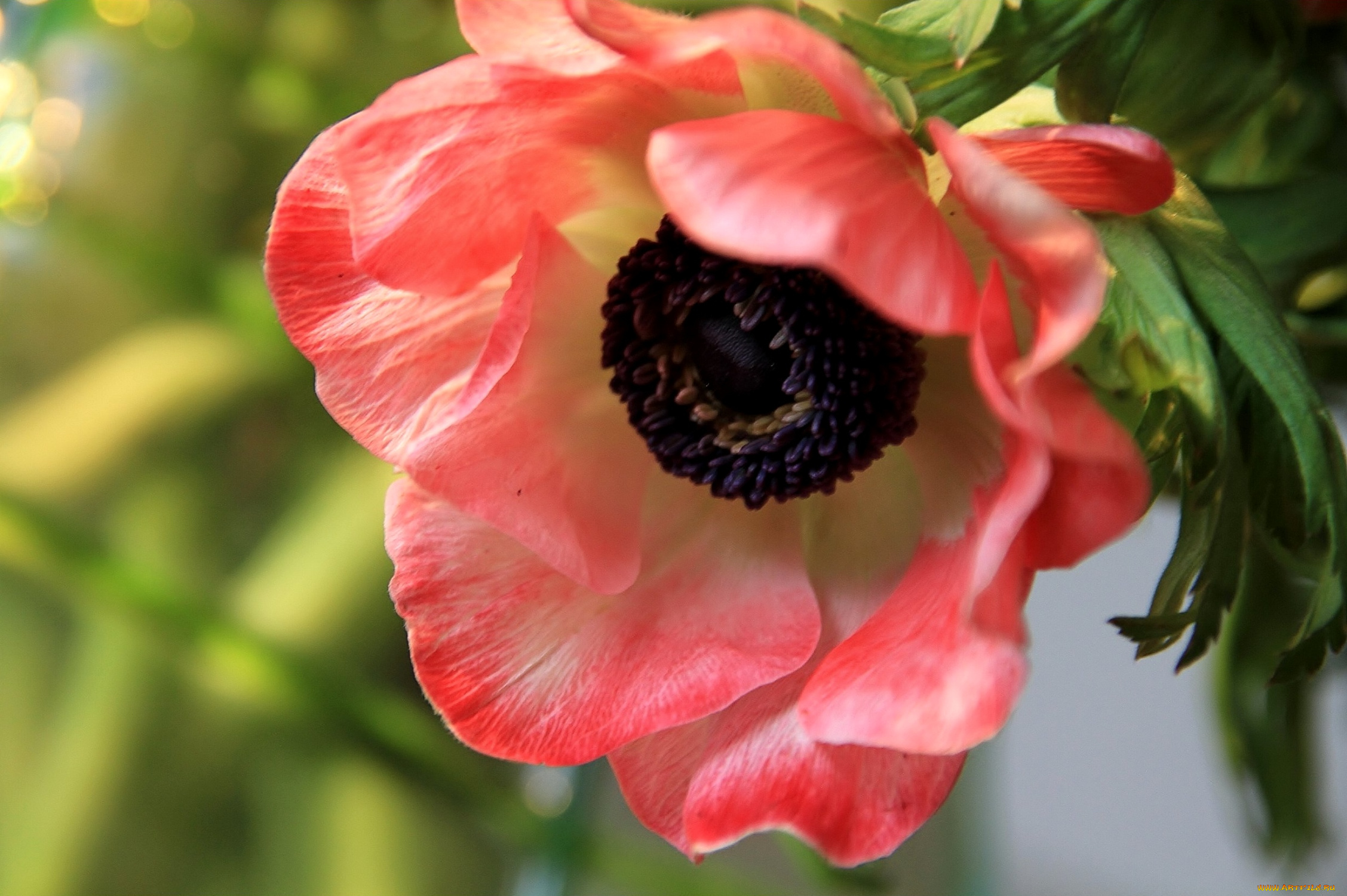 цветы, анемоны, адонисы, анемон, макро