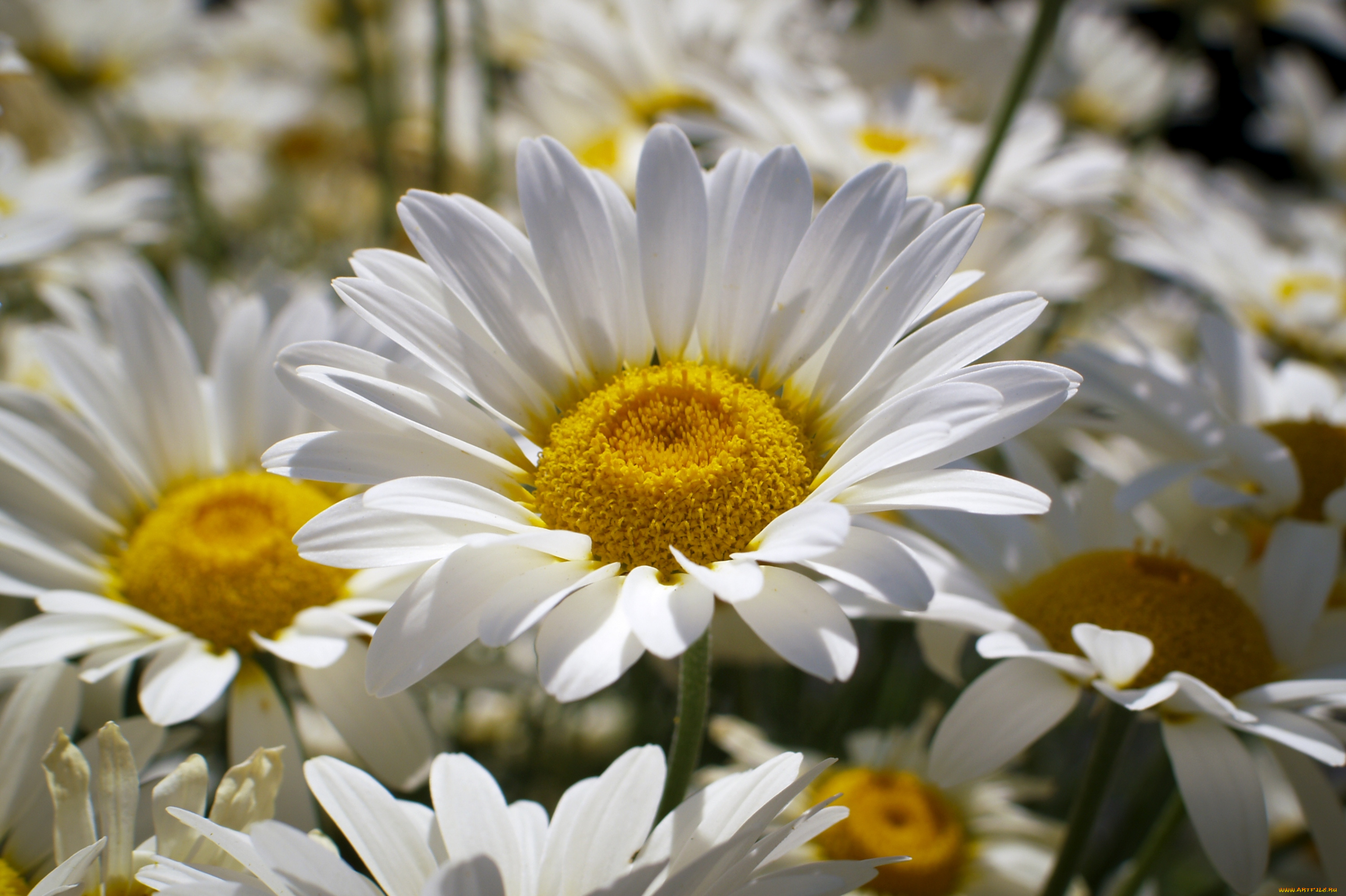 цветы, ромашки, лепестки