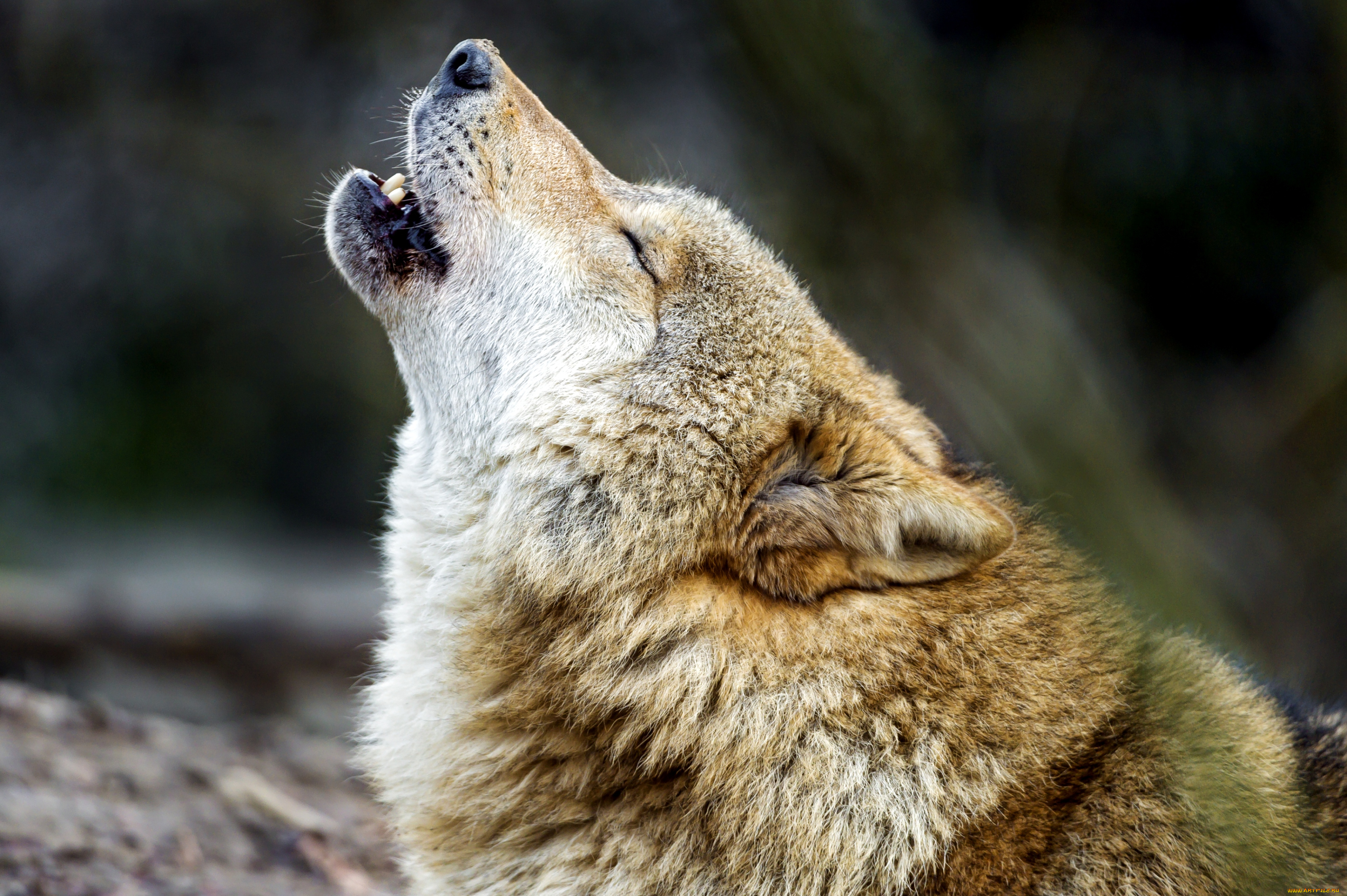 животные, волки, вой, хищник