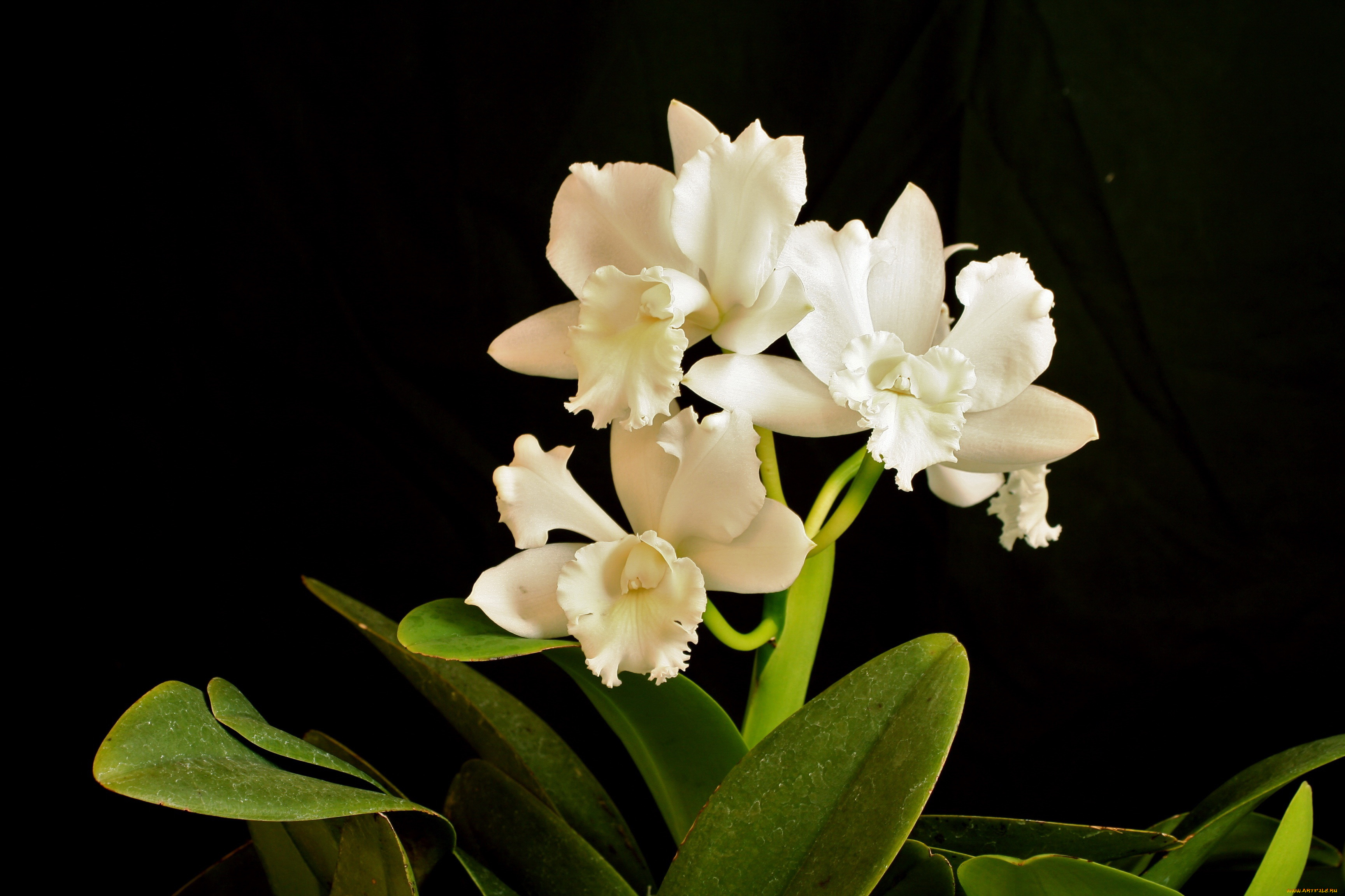 цветы, орхидеи