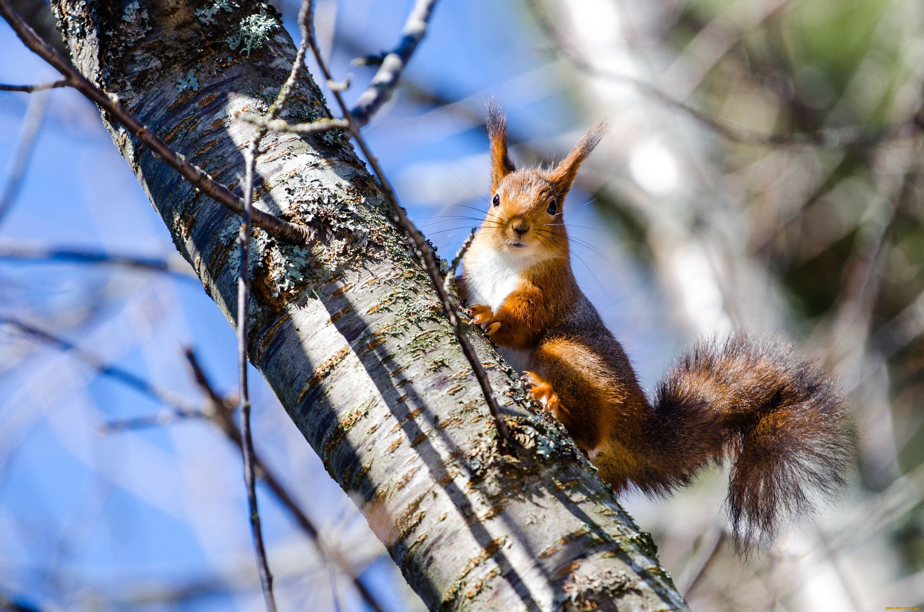 животные, белки, дерево, берёза
