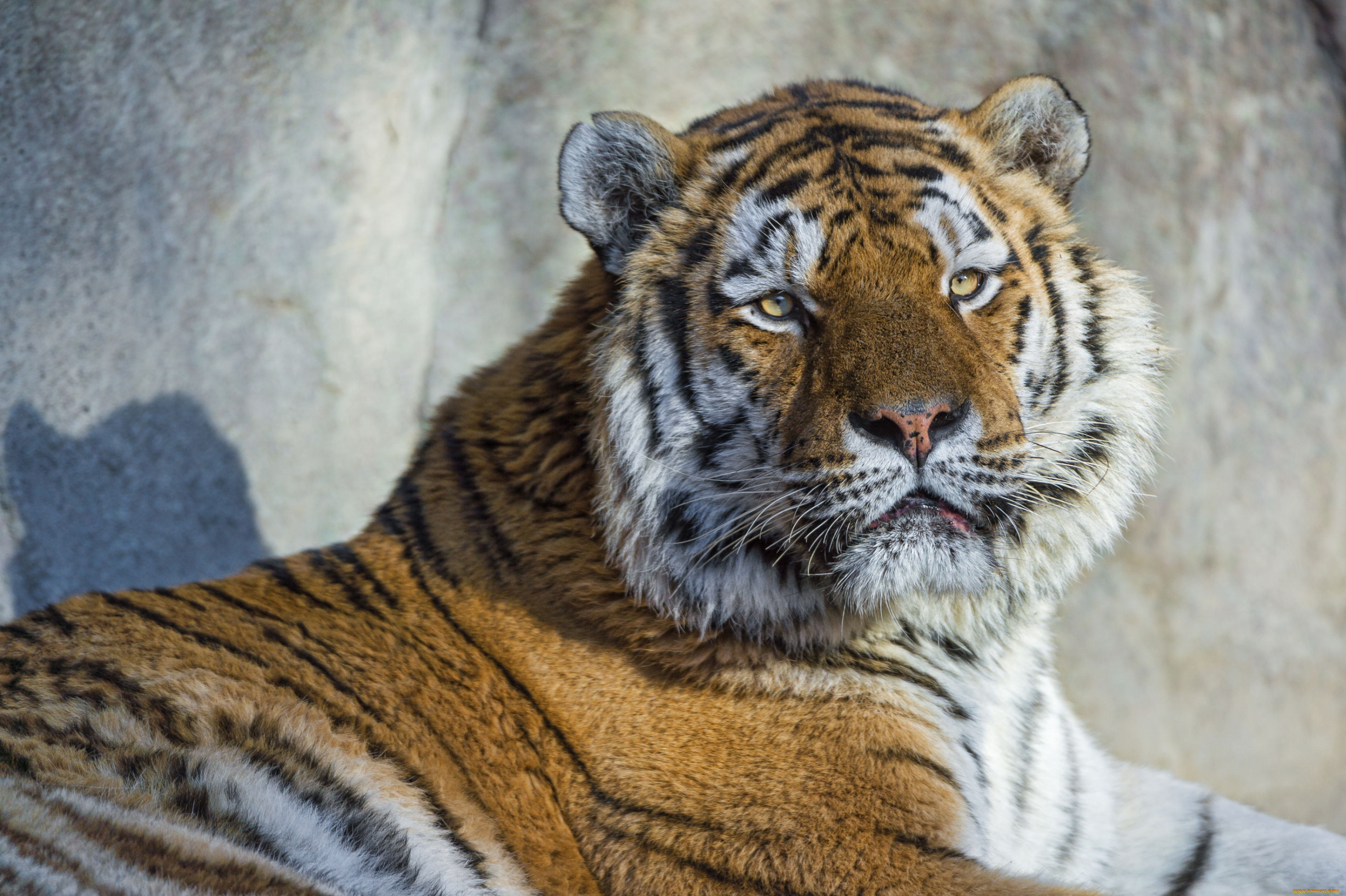 животные, тигры, портрет