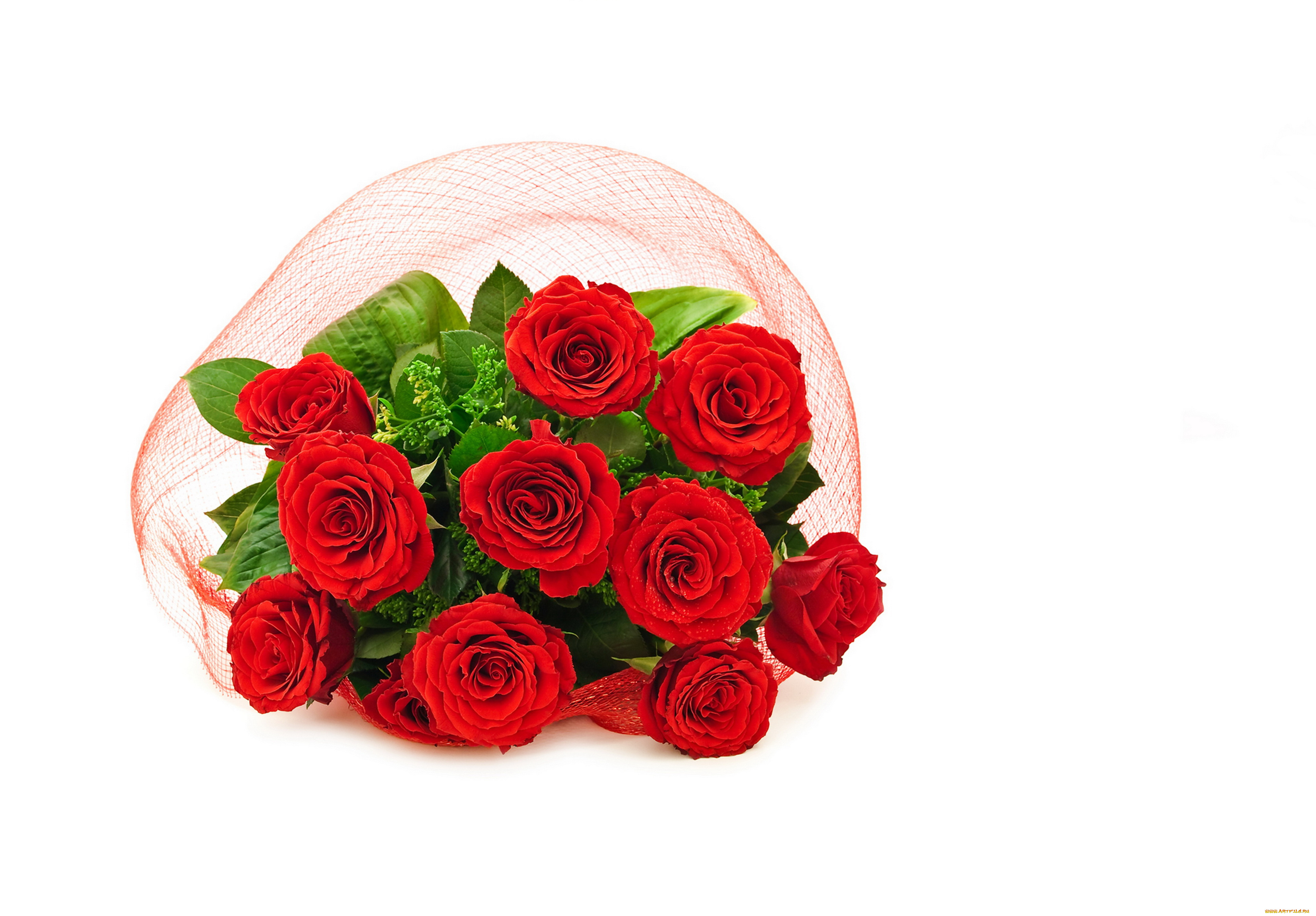 цветы, розы