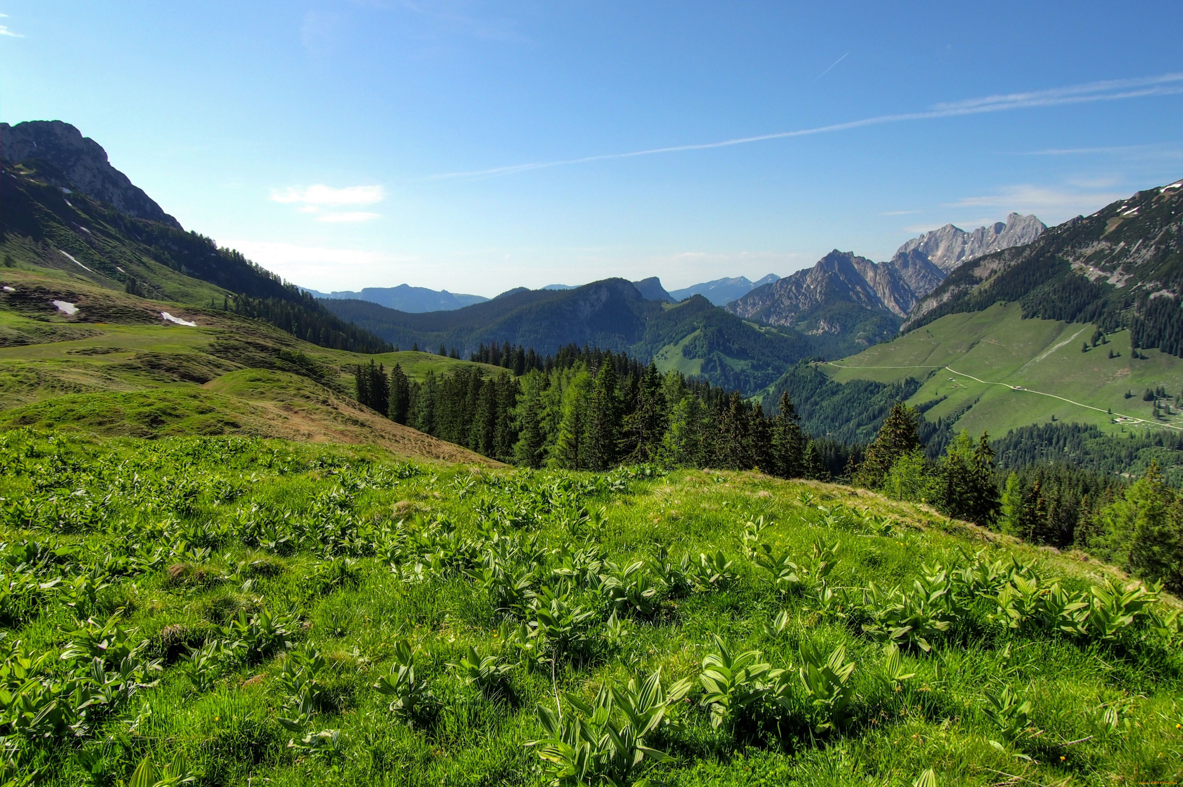 пейзаж, природа, горы, деревья, луг, растения