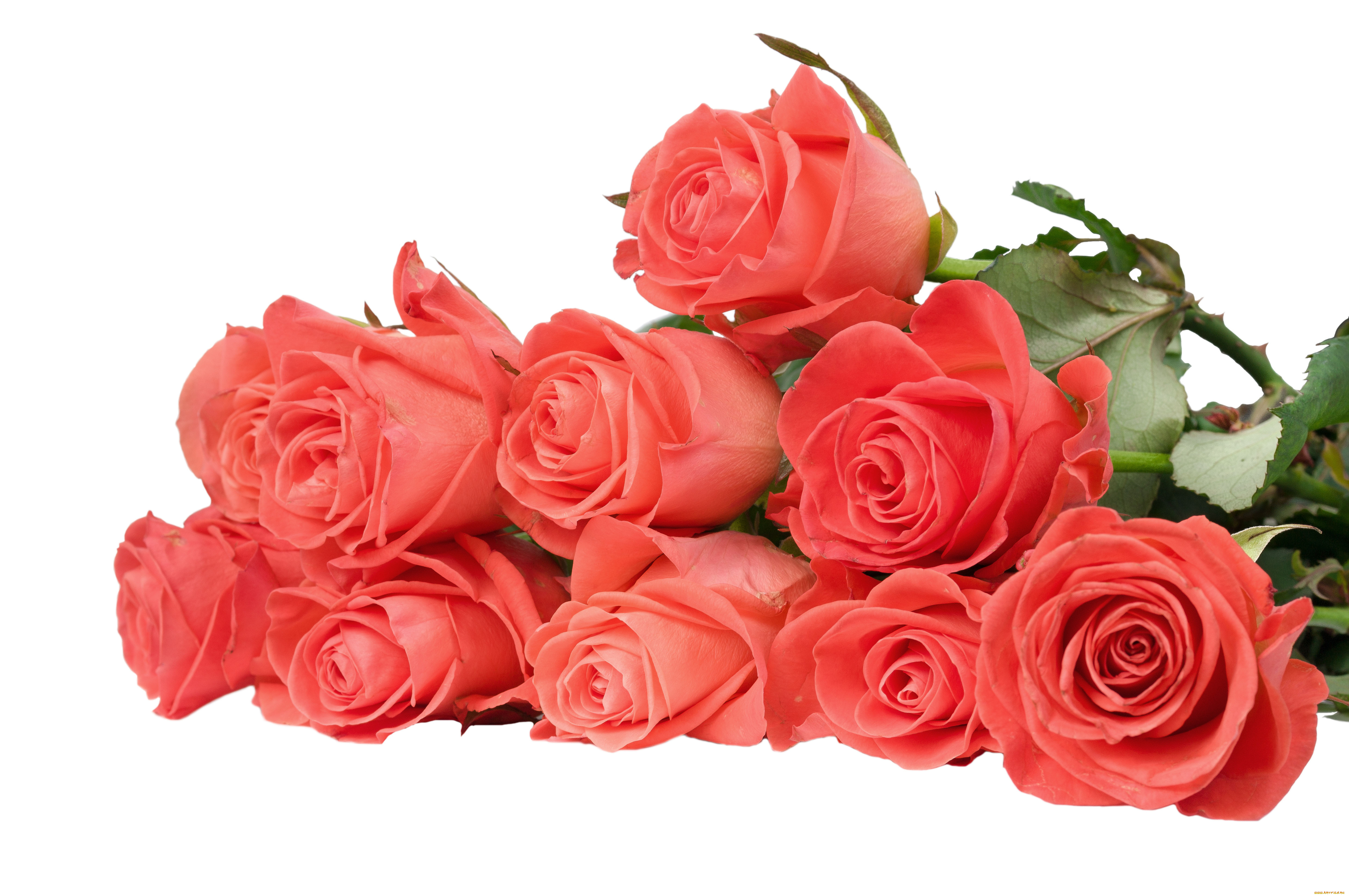 цветы, розы, розовый