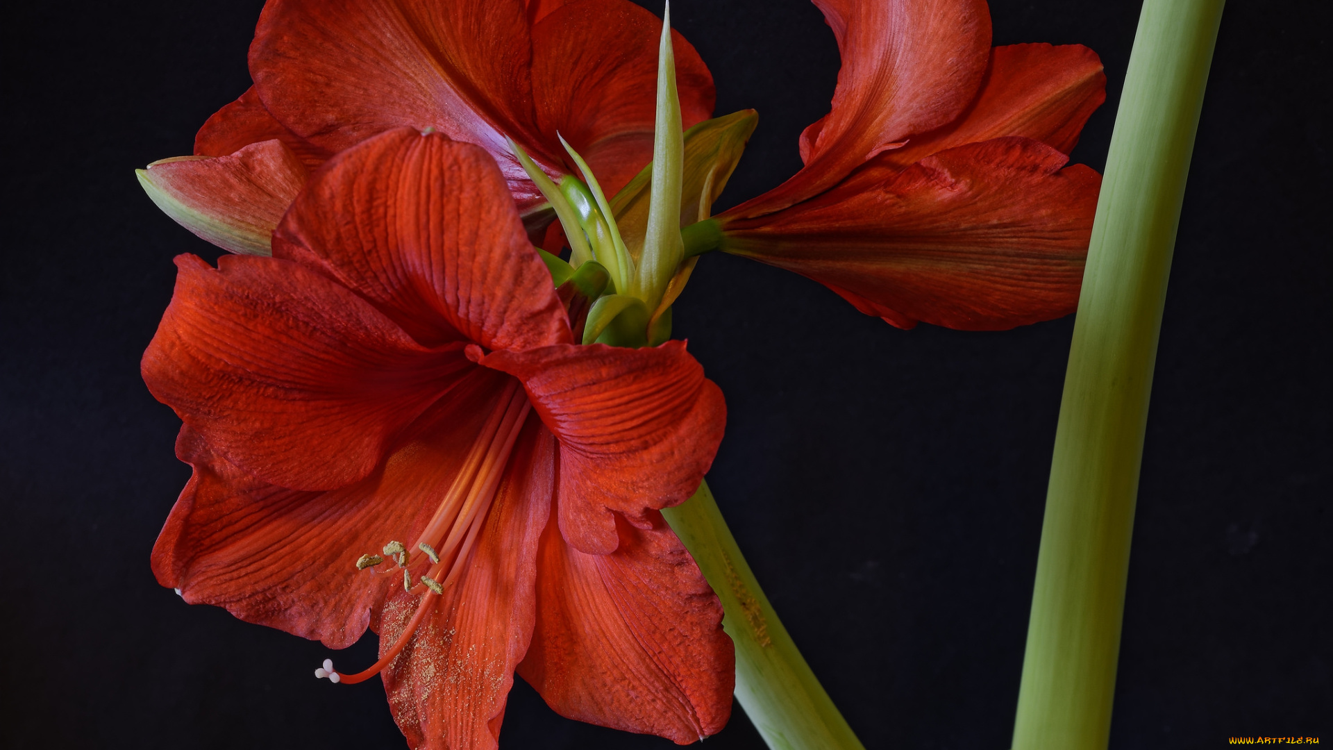 amaryllis, цветы, амариллисы, , гиппеаструмы, цветок