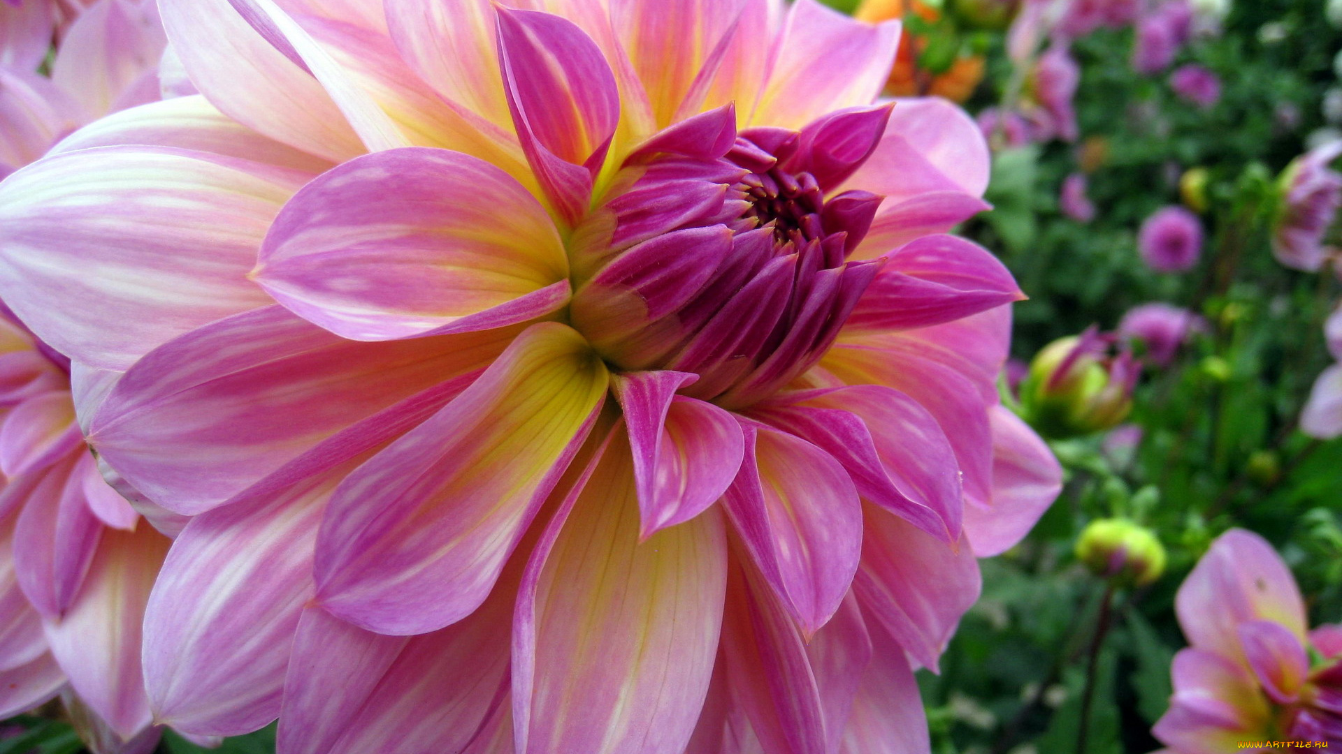 цветы, георгины, макро